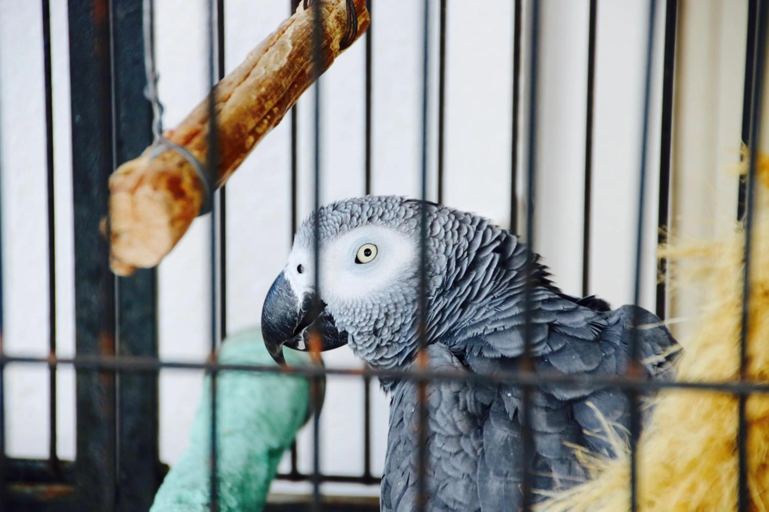 Pets in Hotel Rizieri