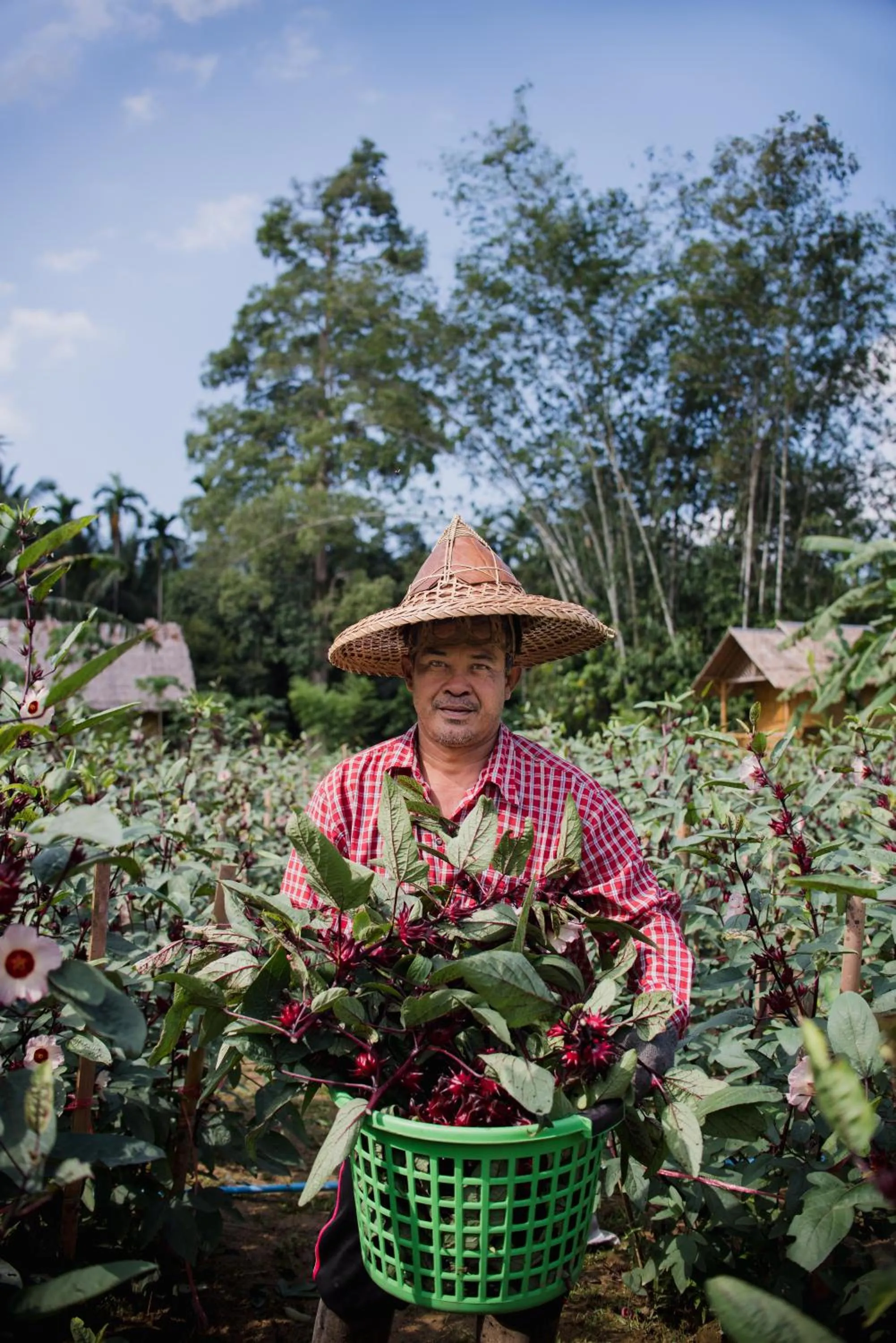 Garden in Our Jungle Camp - Eco Resort