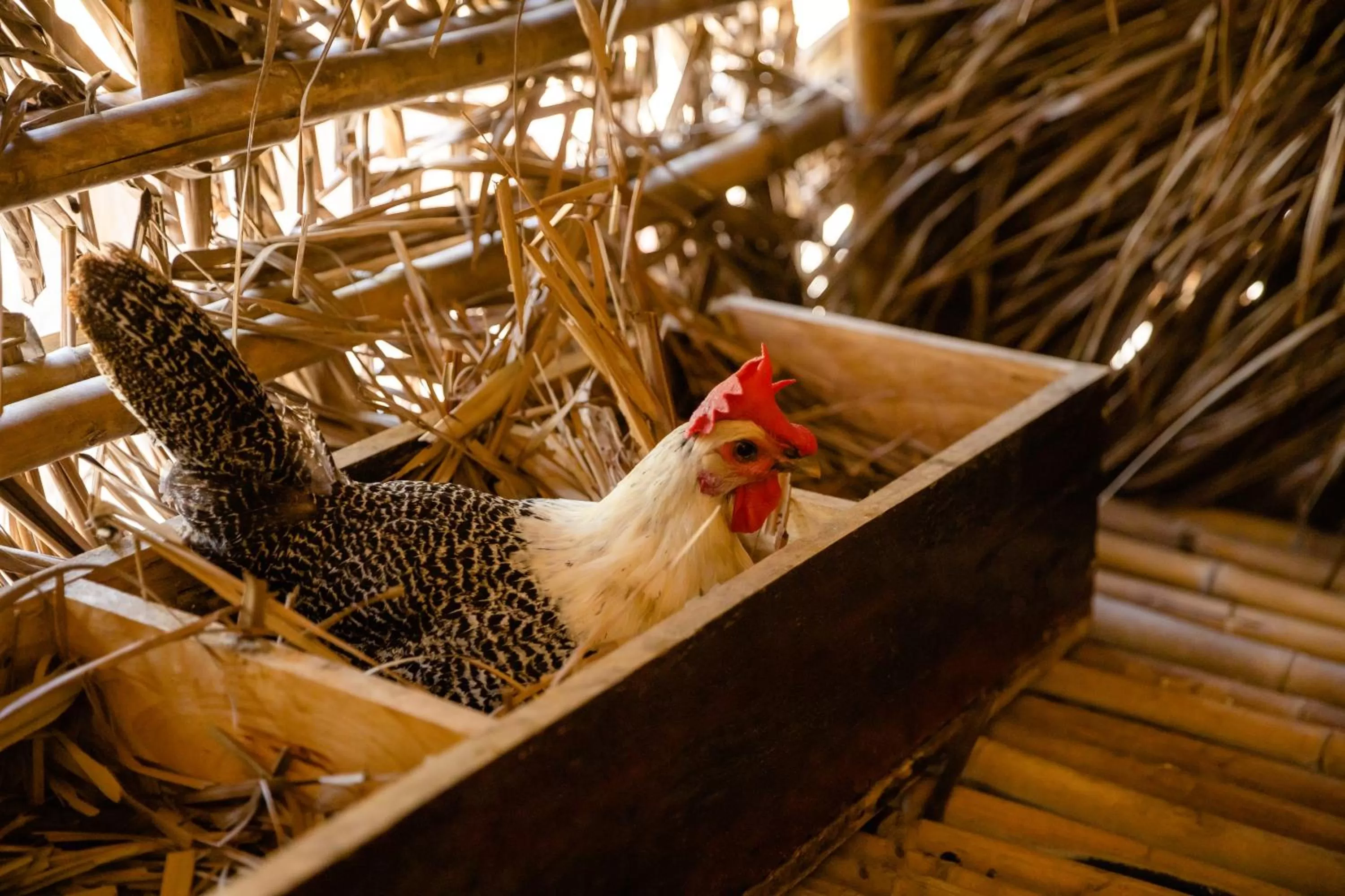 Entertainment in Fusion Resort Cam Ranh - All Spa Inclusive