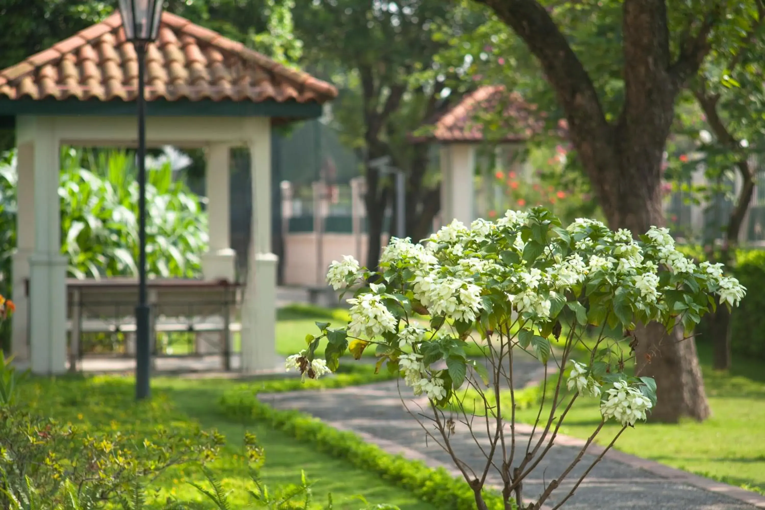 Garden in Diamond Westlake Suites