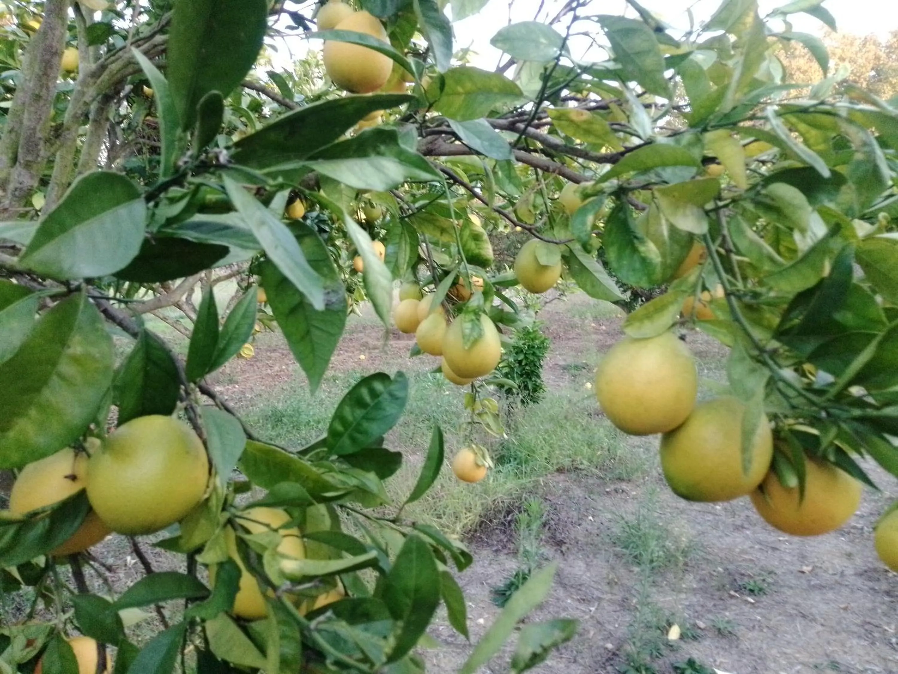 Garden in Turim Club Azeitao Hotel