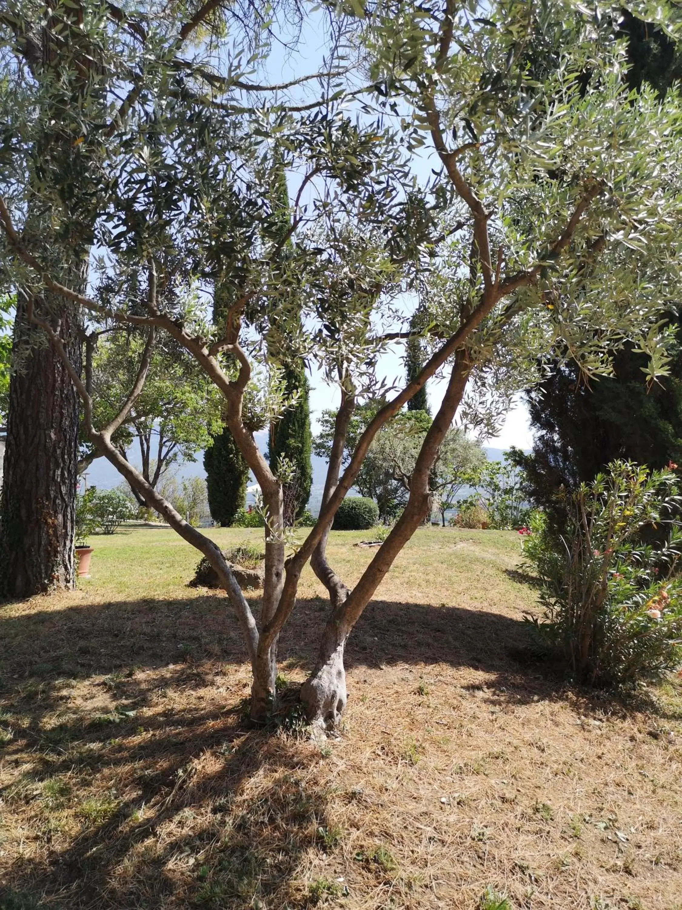 Garden in La Bastide du Limon