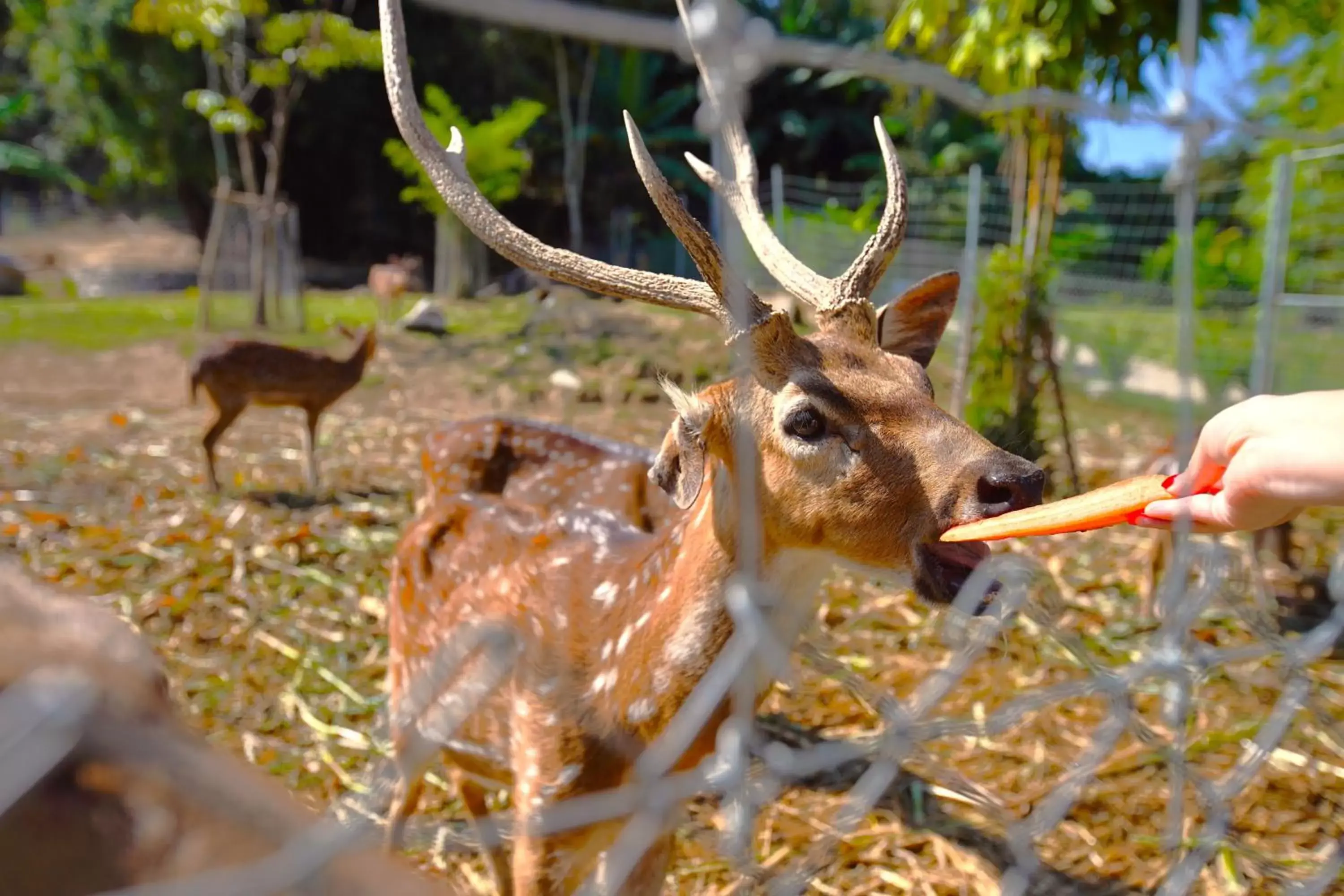 children, Other Animals in Katiliya Mountain Resort And Spa