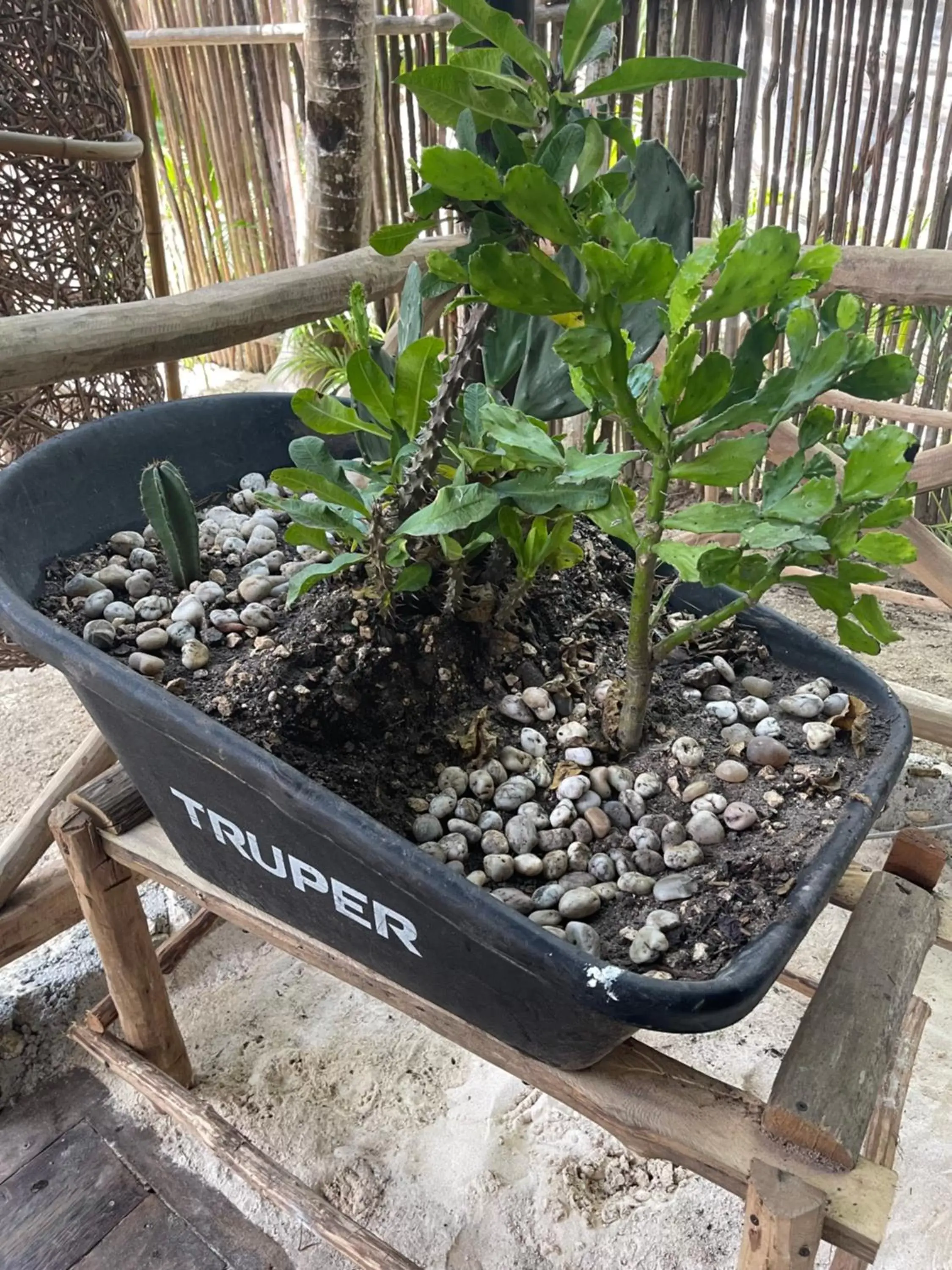 Garden in Sivana Tulum