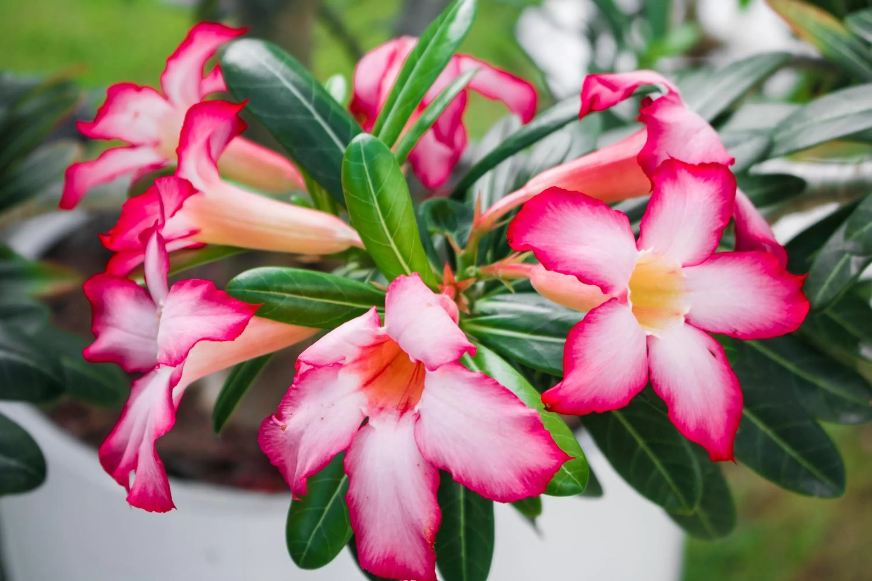 Day in Farol de Itapuã Praia Hotel