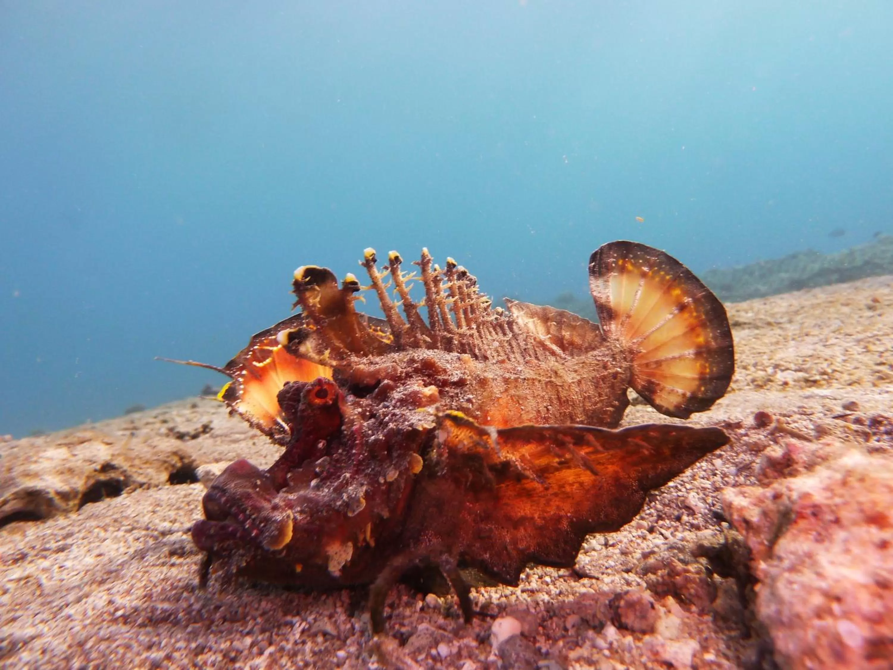Diving in Arab Divers Dive Center and Bed & Breakfast