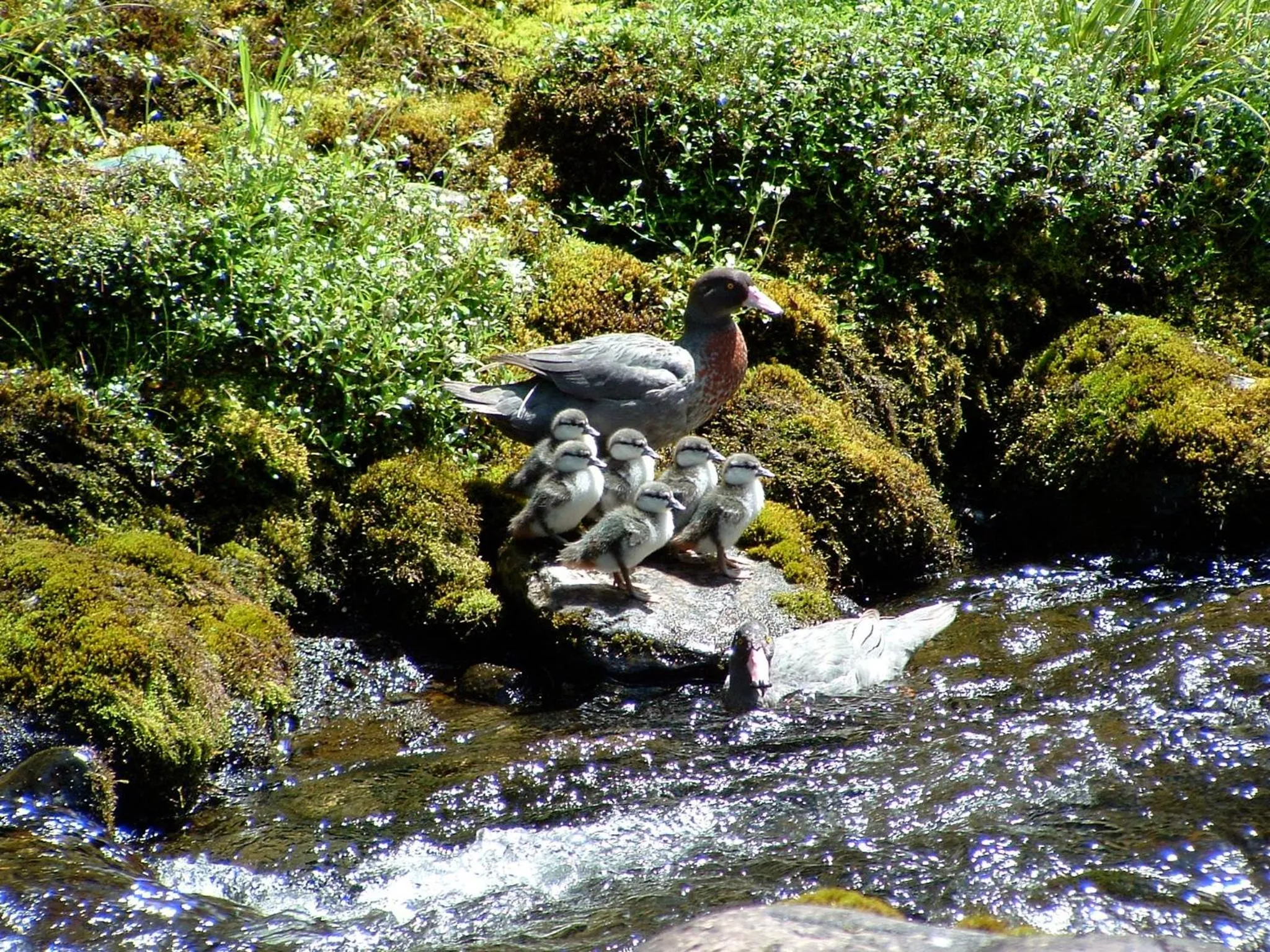 Animals in Parklands Motorlodge & Holiday Park