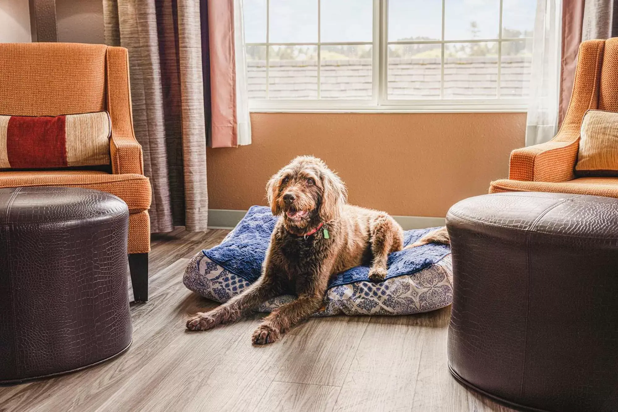 Pets in The Ashley Inn & Suites