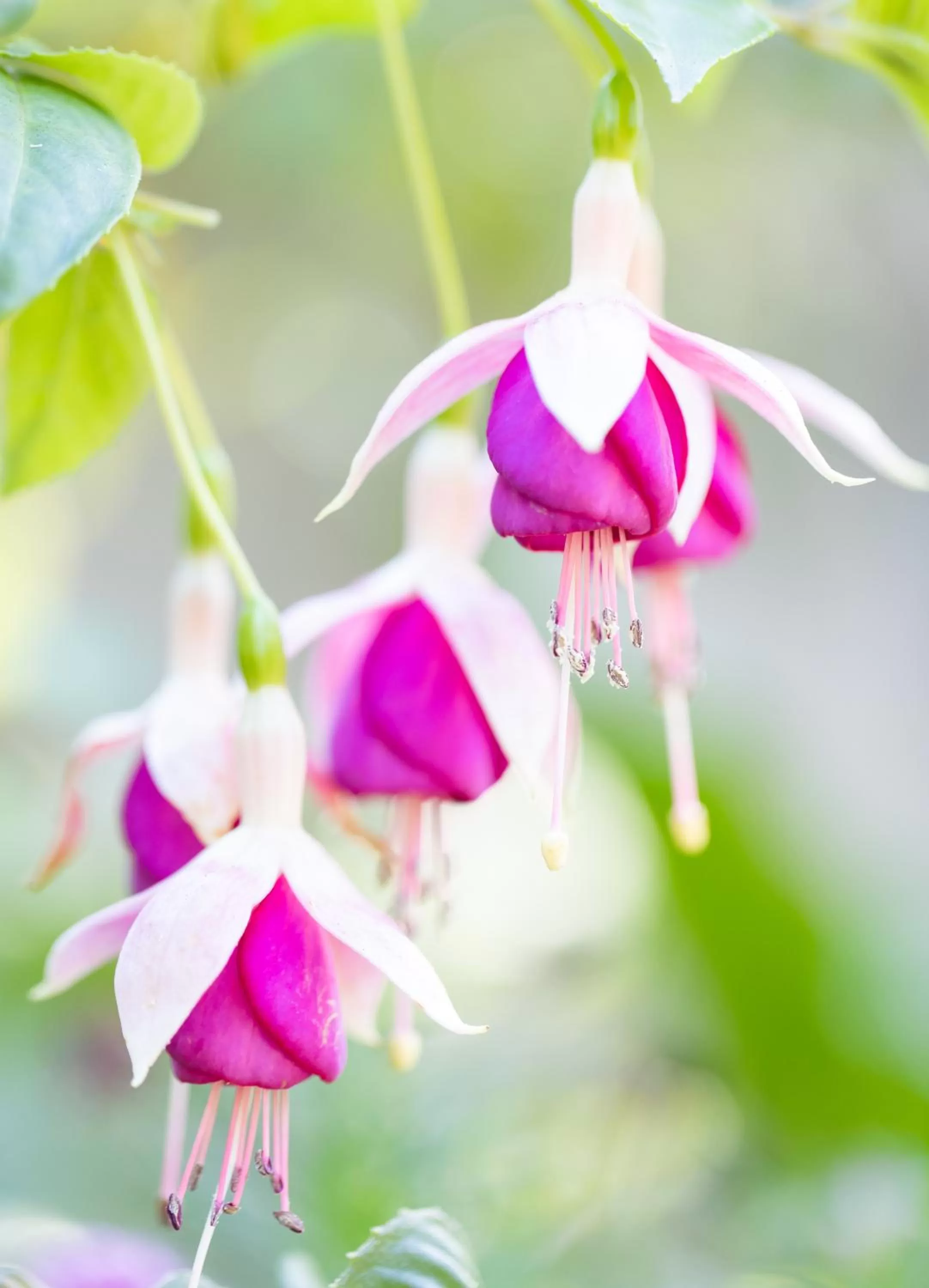 Patio in Centrella Hotel, a Kirkwood Collection Hotel