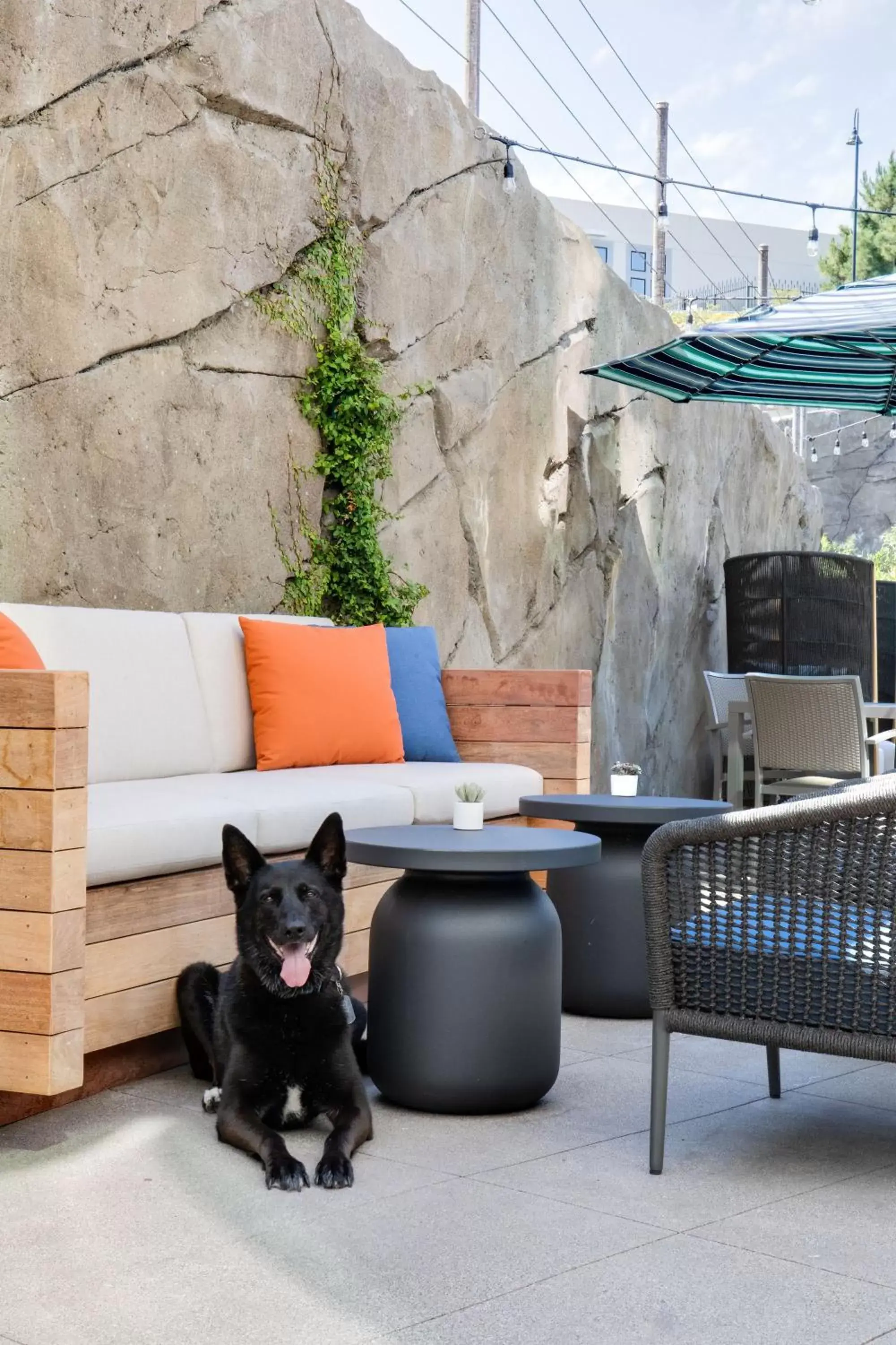 Pets in Ayres Hotel Vista Carlsbad