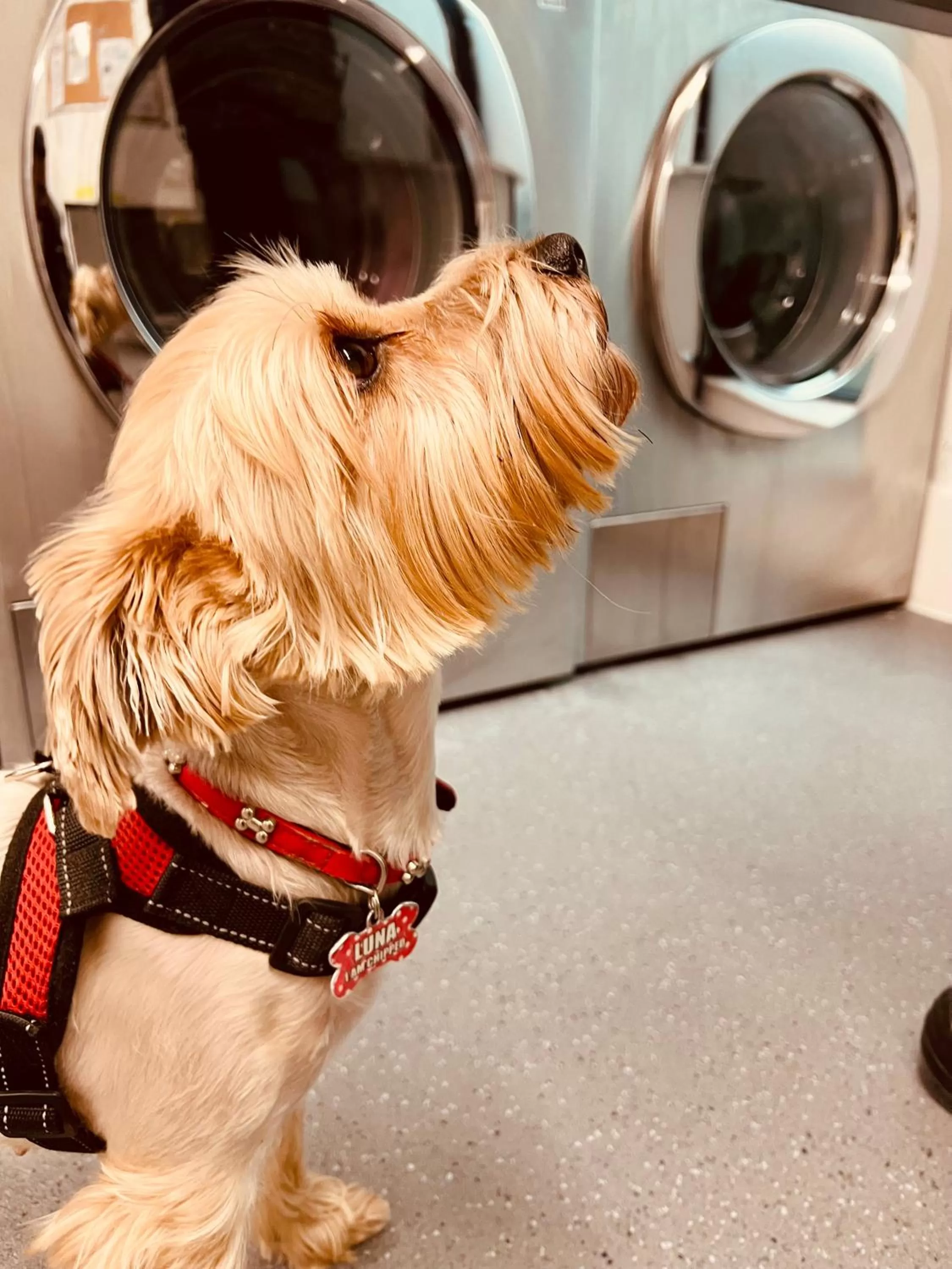 laundry in Staybridge Suites London Heathrow - Bath Road, an IHG Aparthotel