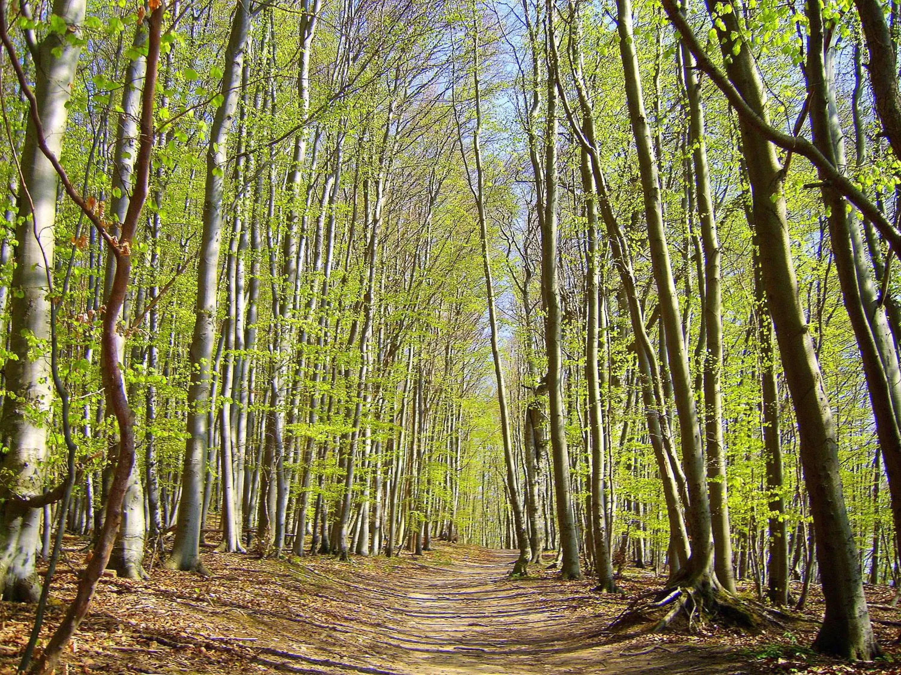 Nearby landmark, Natural Landscape in Precise Resort Rügen & SPLASH Erlebniswelt