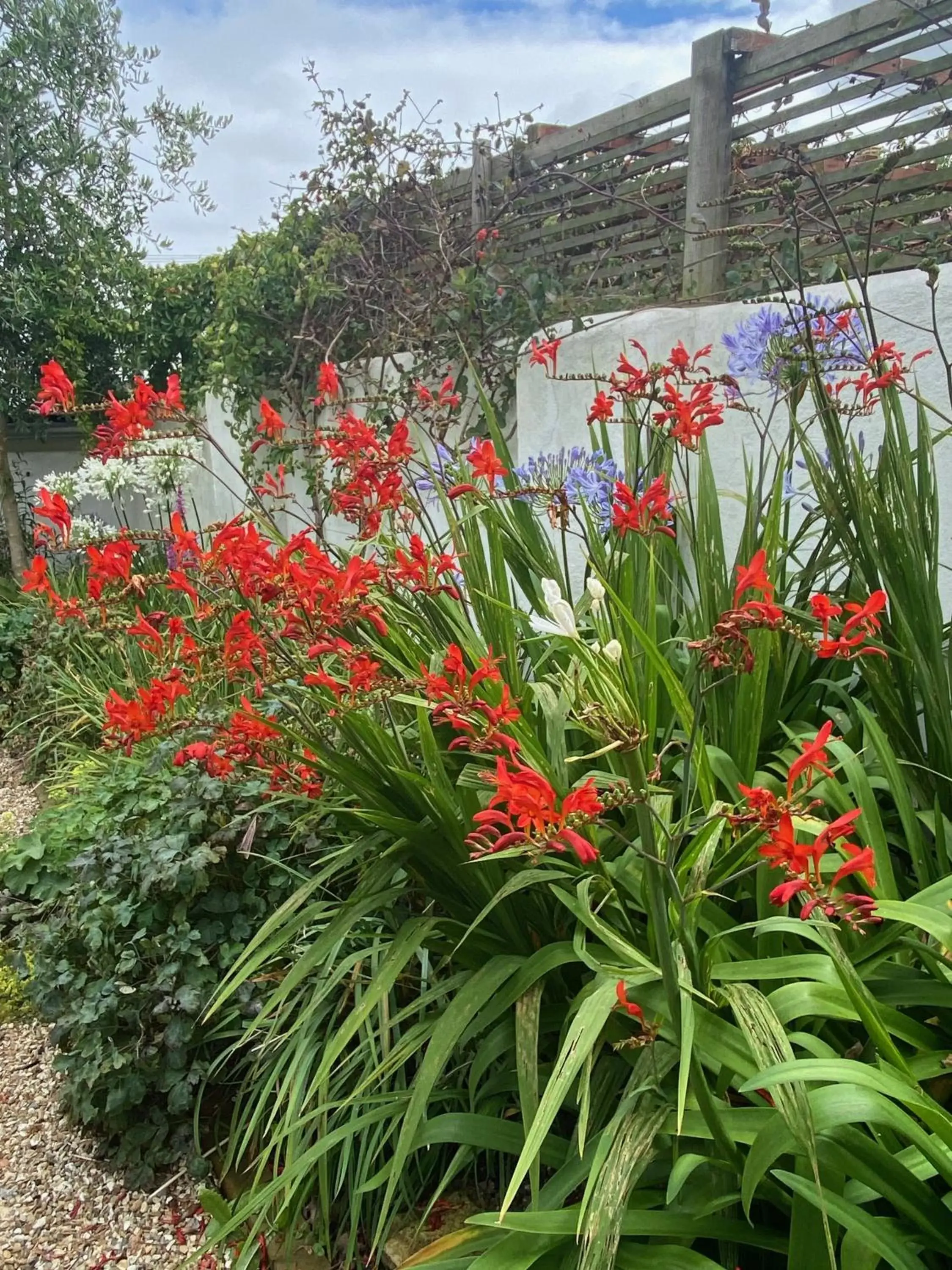 Garden in Penwyth House