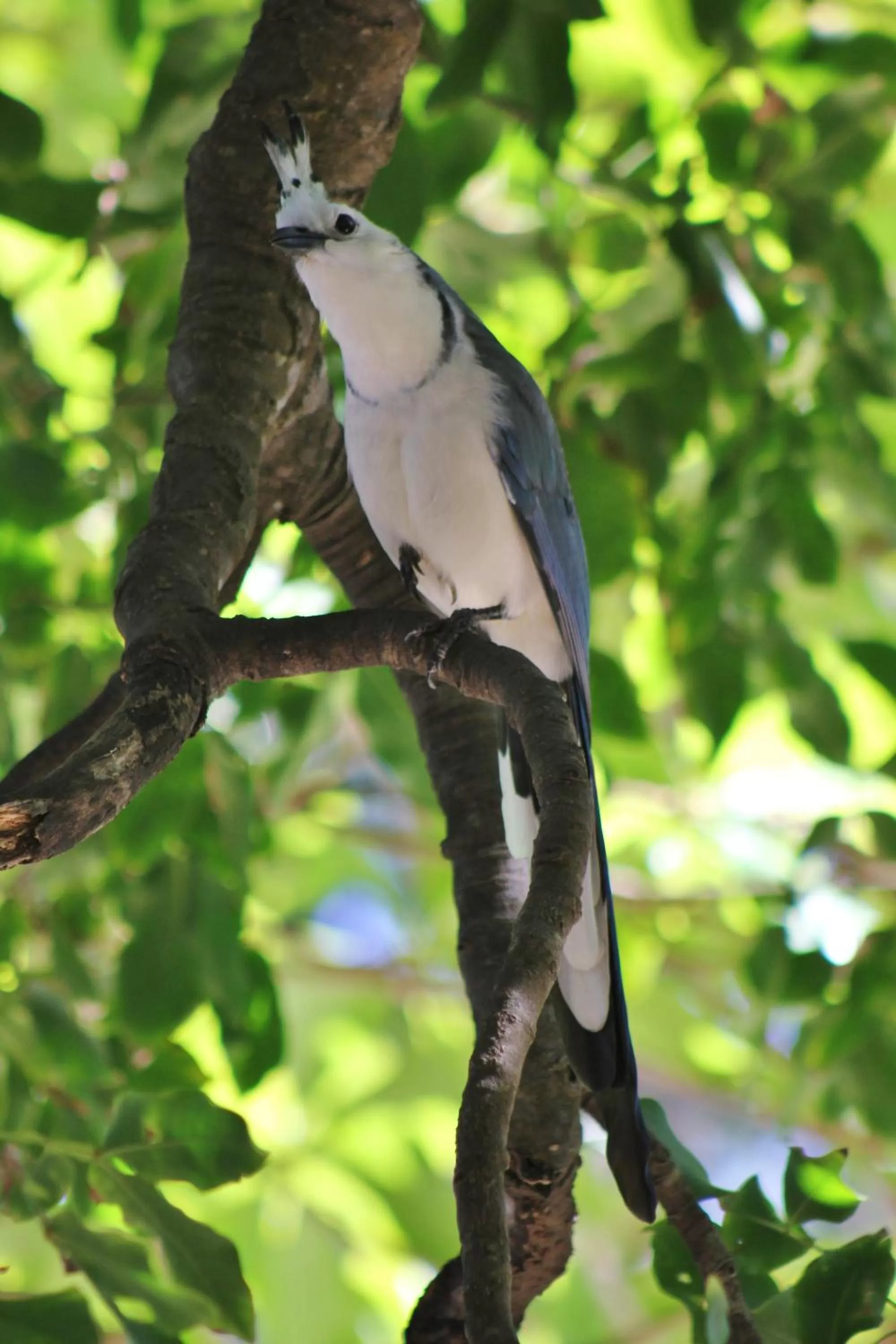 Garden in Capitán Suizo Beachfront Boutique Hotel