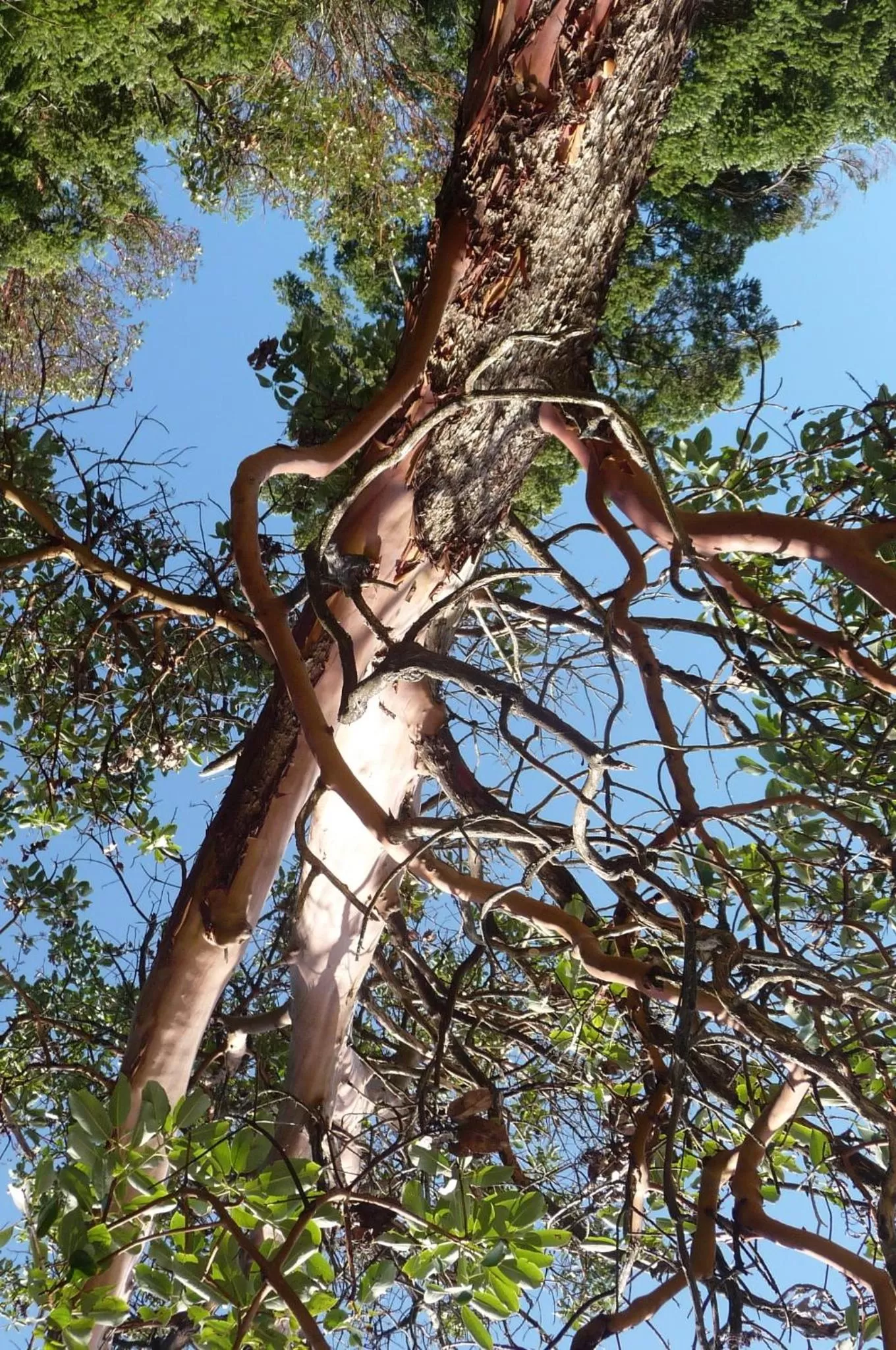 Garden in Magnolia Petal