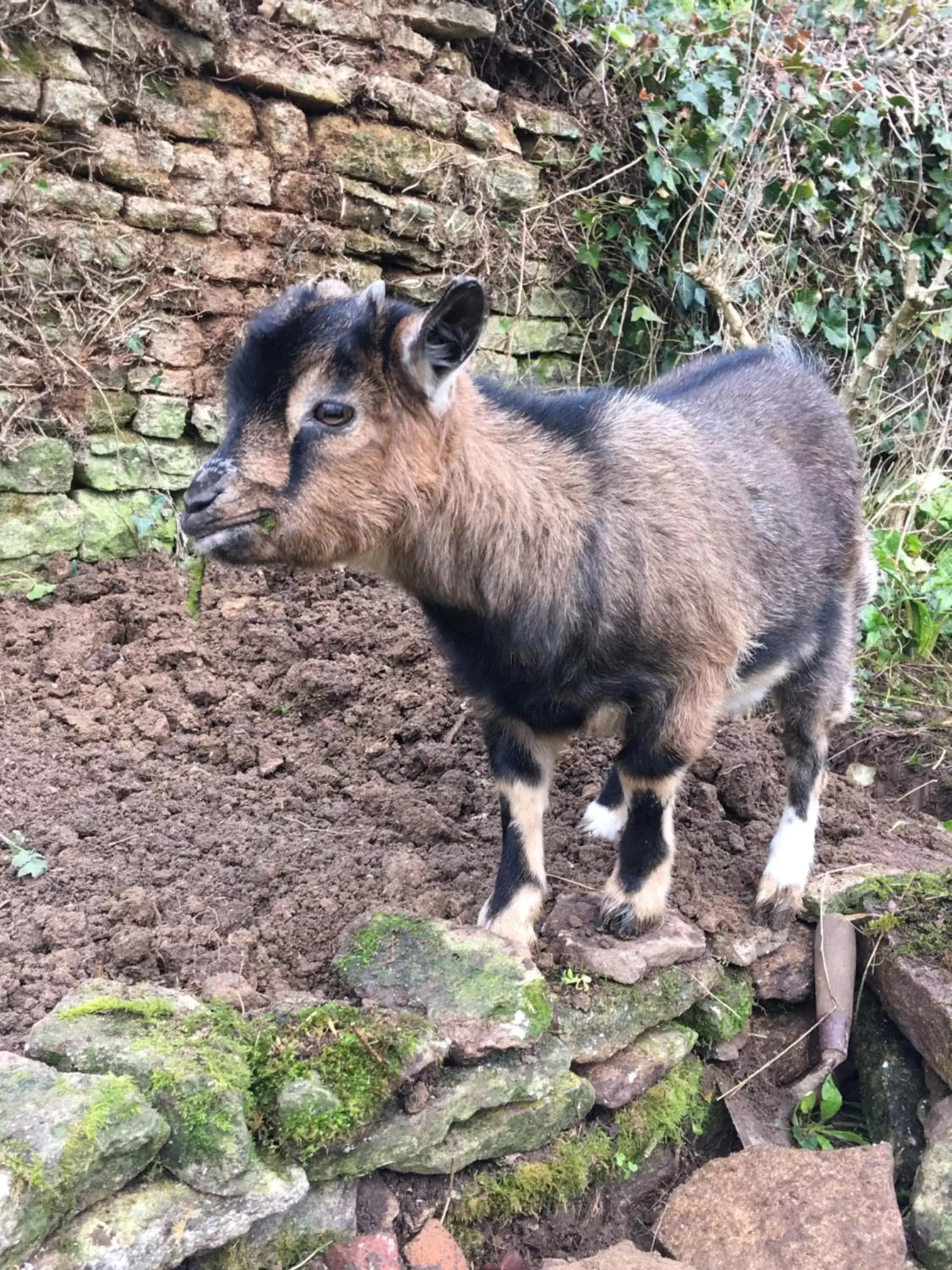 Pets, Other Animals in Le mas Normand