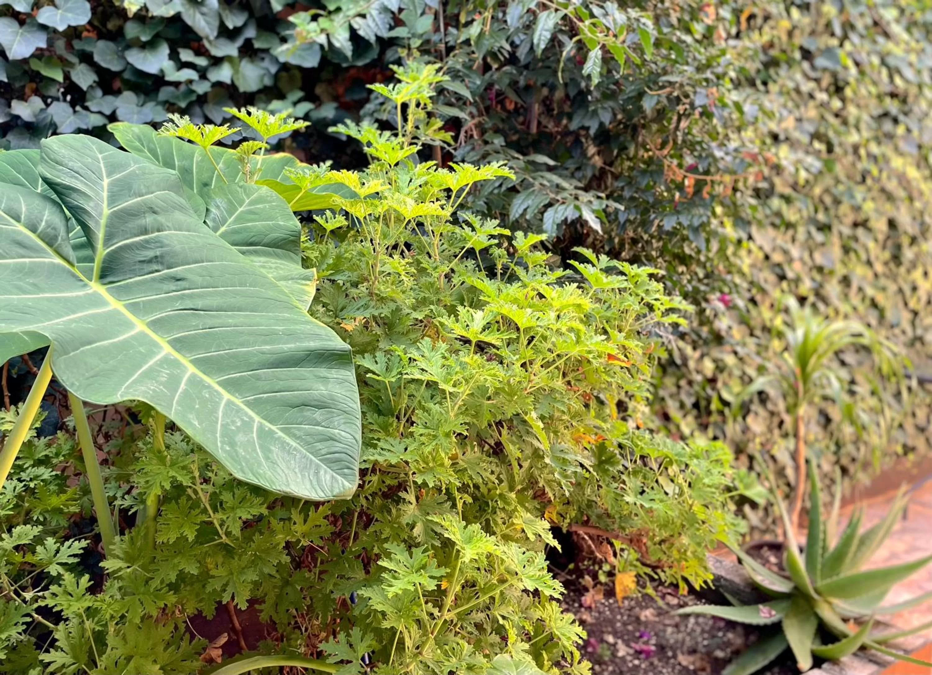 Garden in Casa Azabache