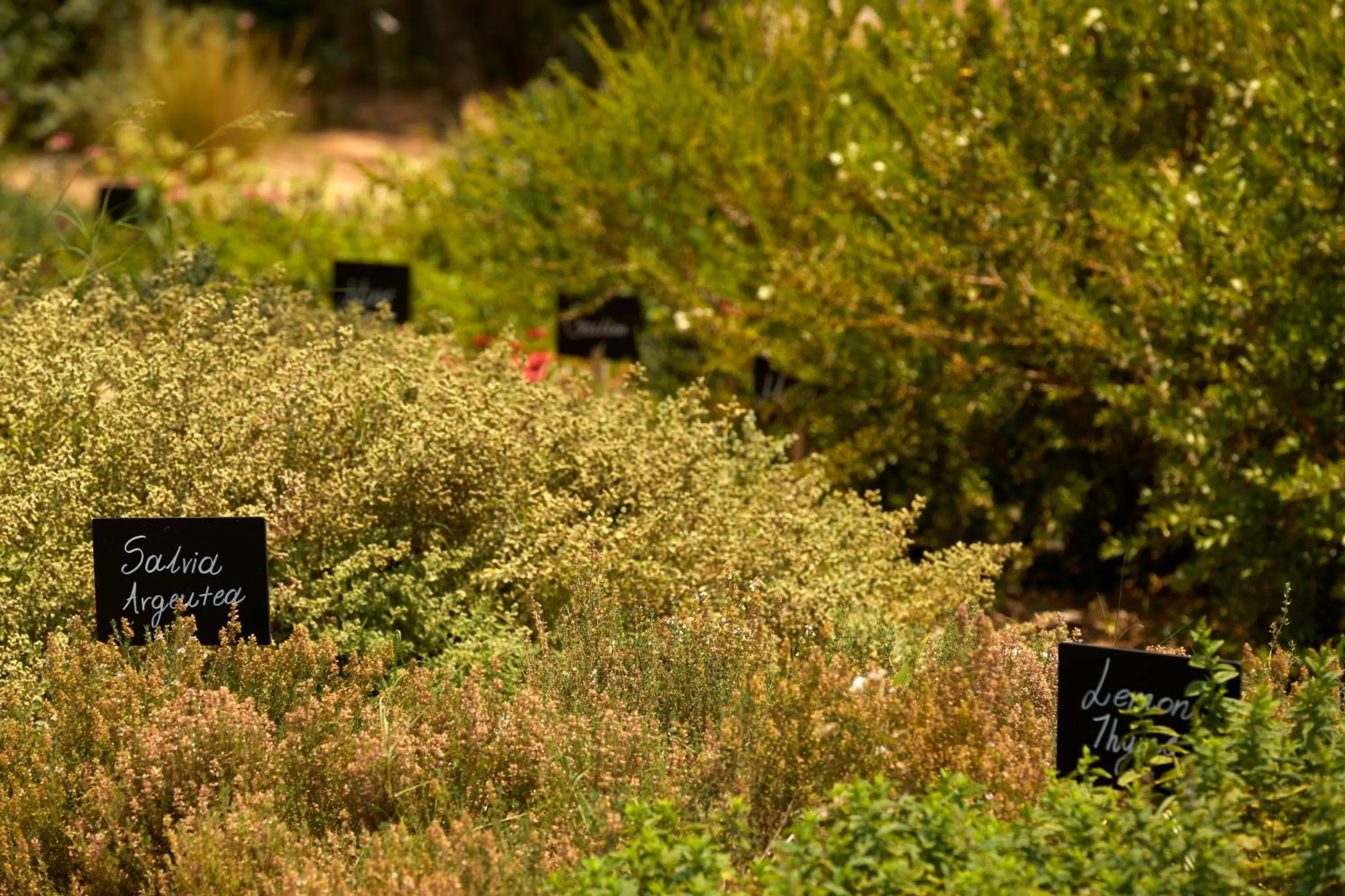 Garden in Minos Palace Resort - Adults Only