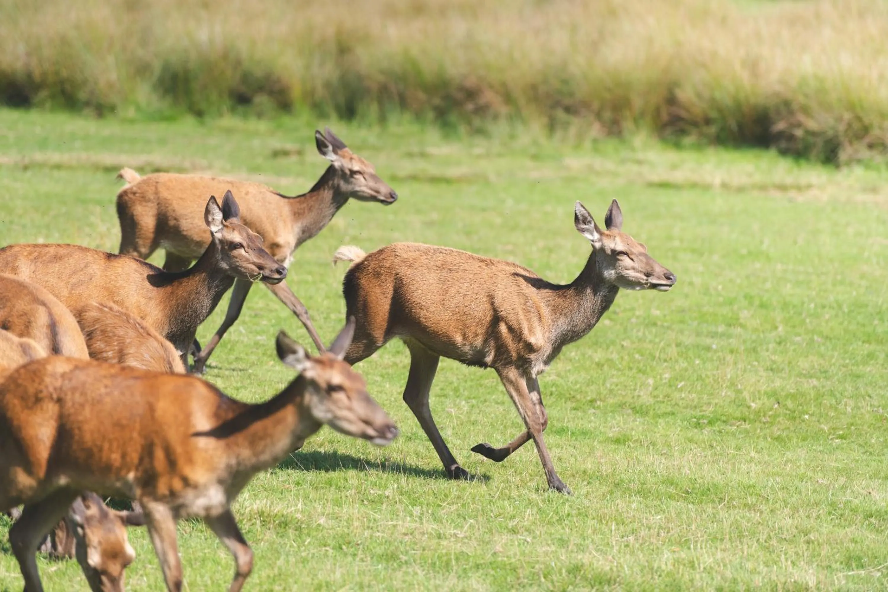 Animals in Burley Manor