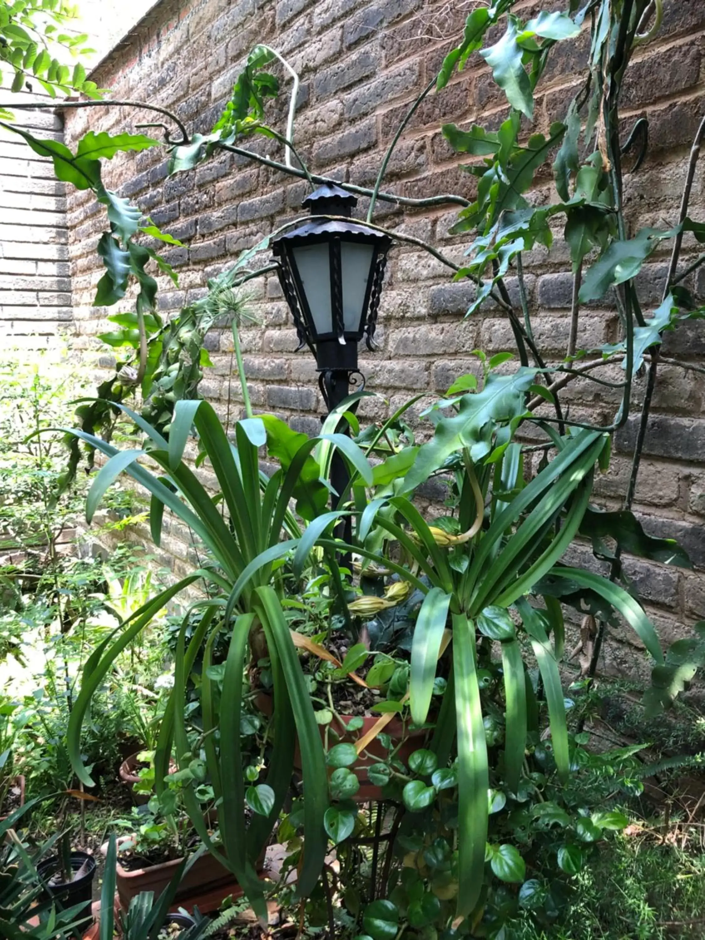 Patio, Garden in Casa del Retoño