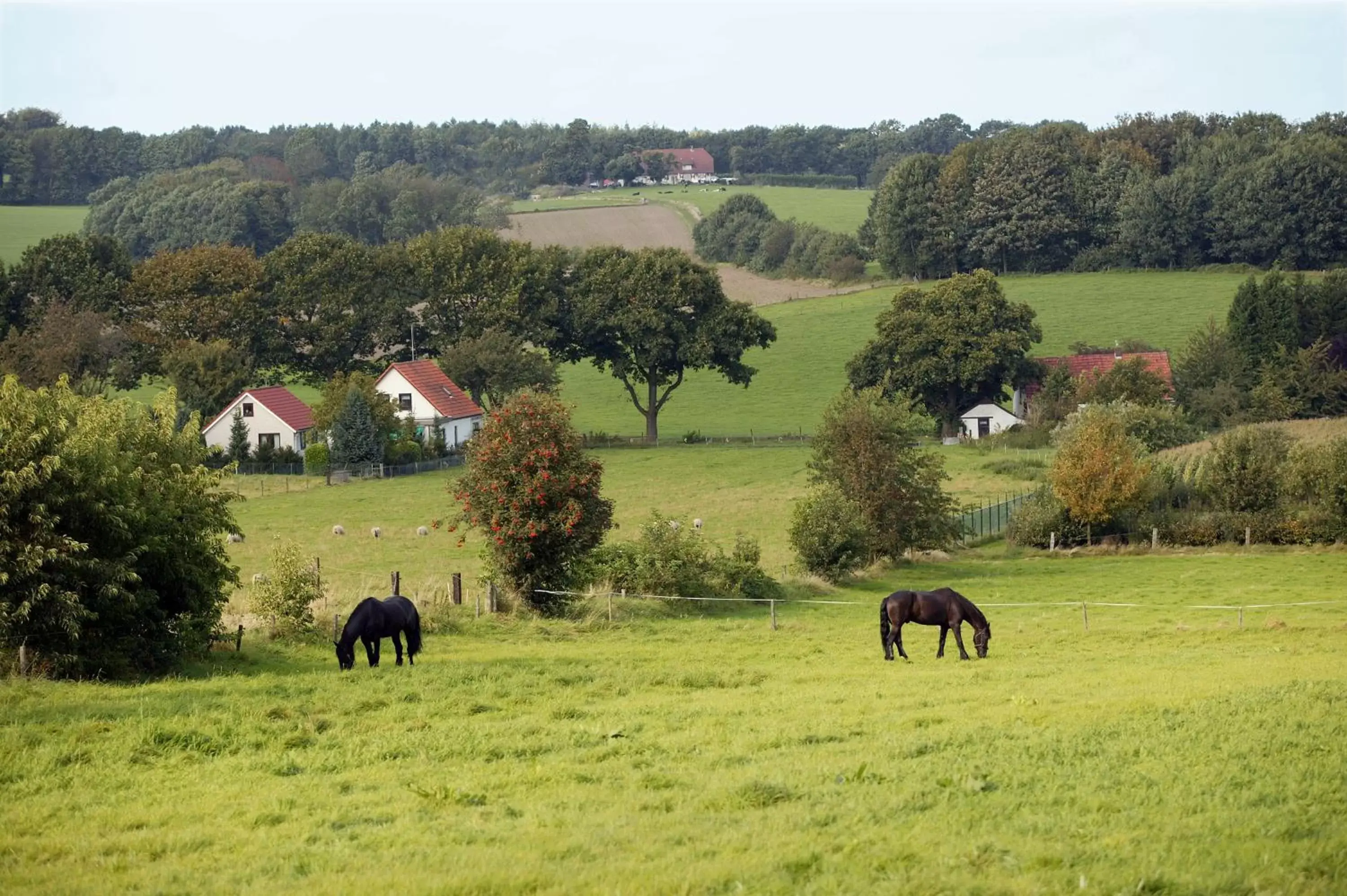 Area and facilities, Other Animals in Hotel & Appartementen - De Zeven Heuvelen