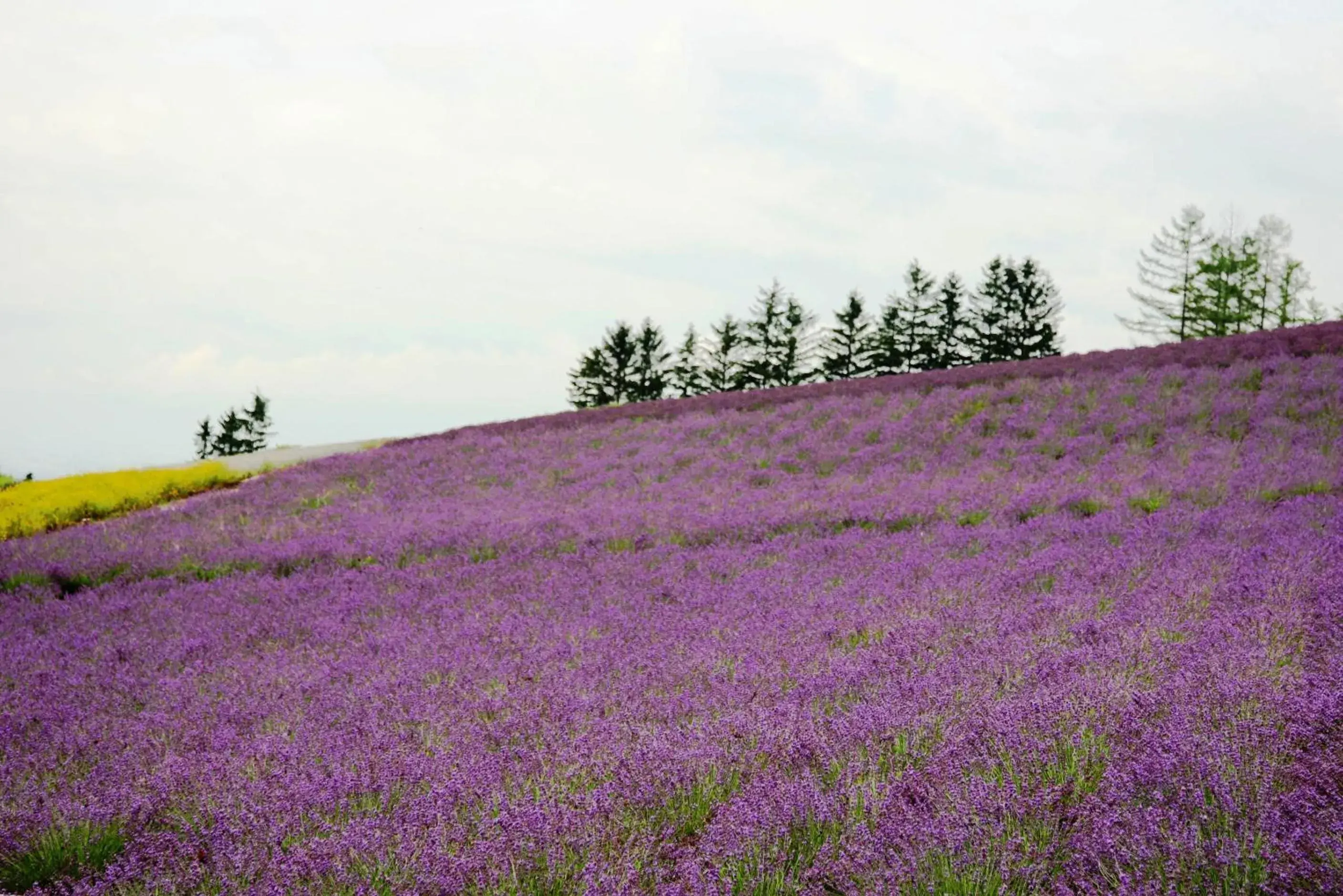 Natural landscape in Pension Hoshi Ni Negaiwo