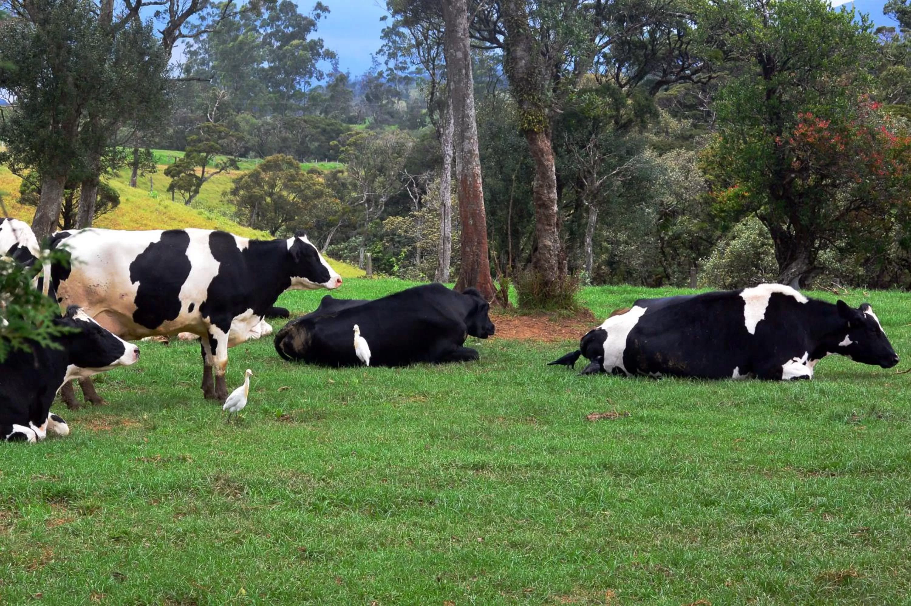 Animals in Fort WindShire