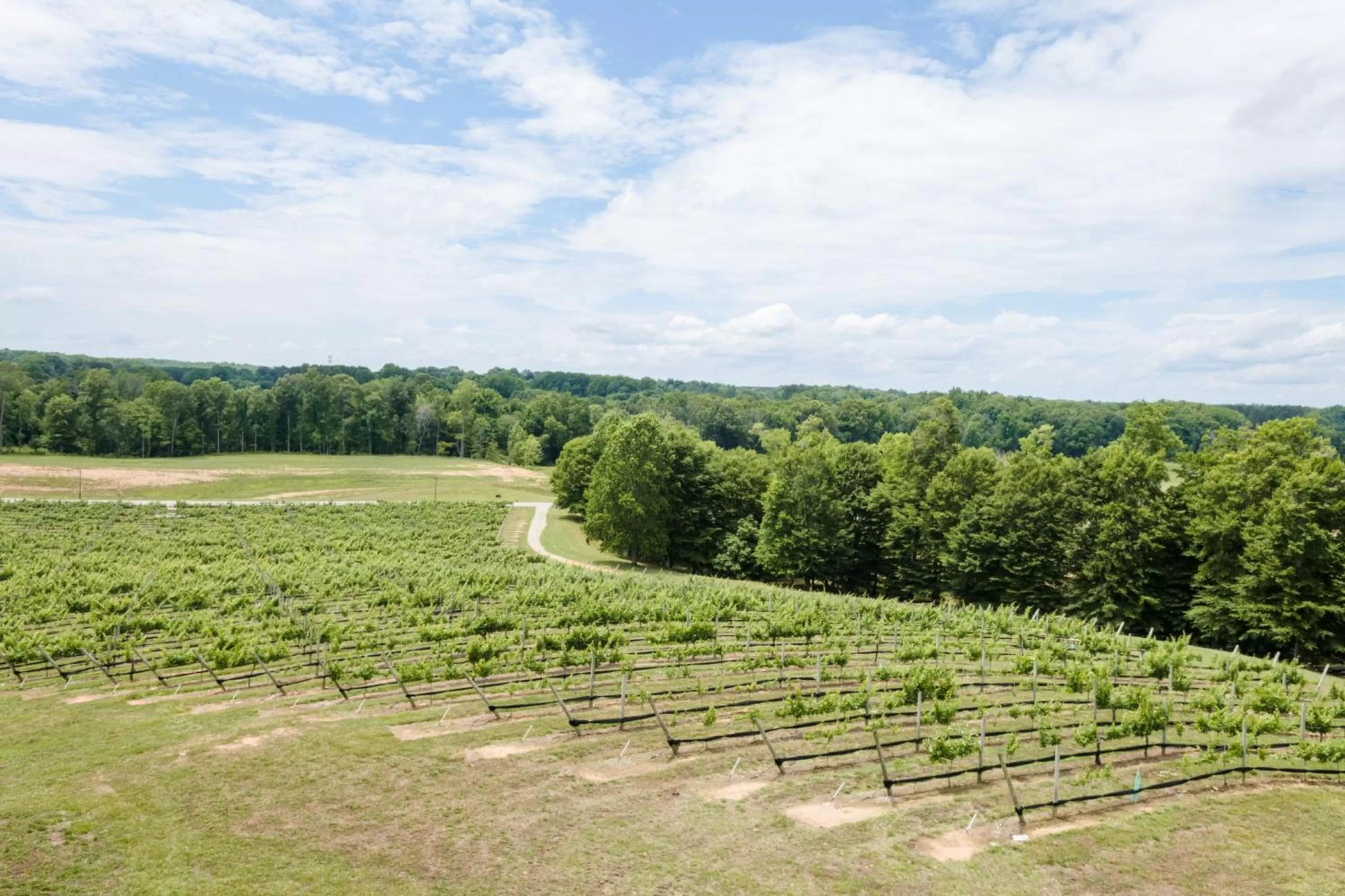 Nearby landmark in Holiday Inn Express & Suites Lexington North West-The Vineyard by IHG