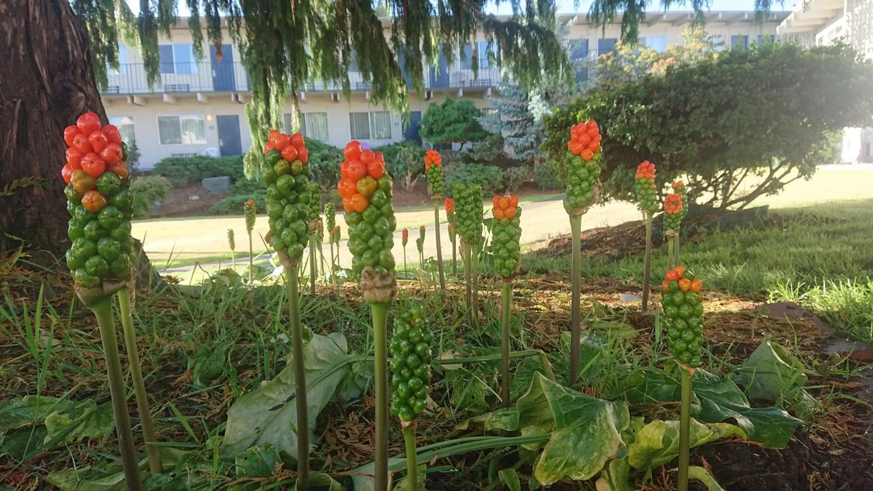 Natural landscape in Cocusa Motel