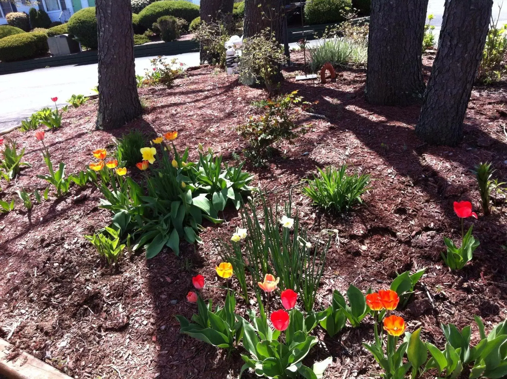 Day, Garden in Founder's Brook Motel and Suites