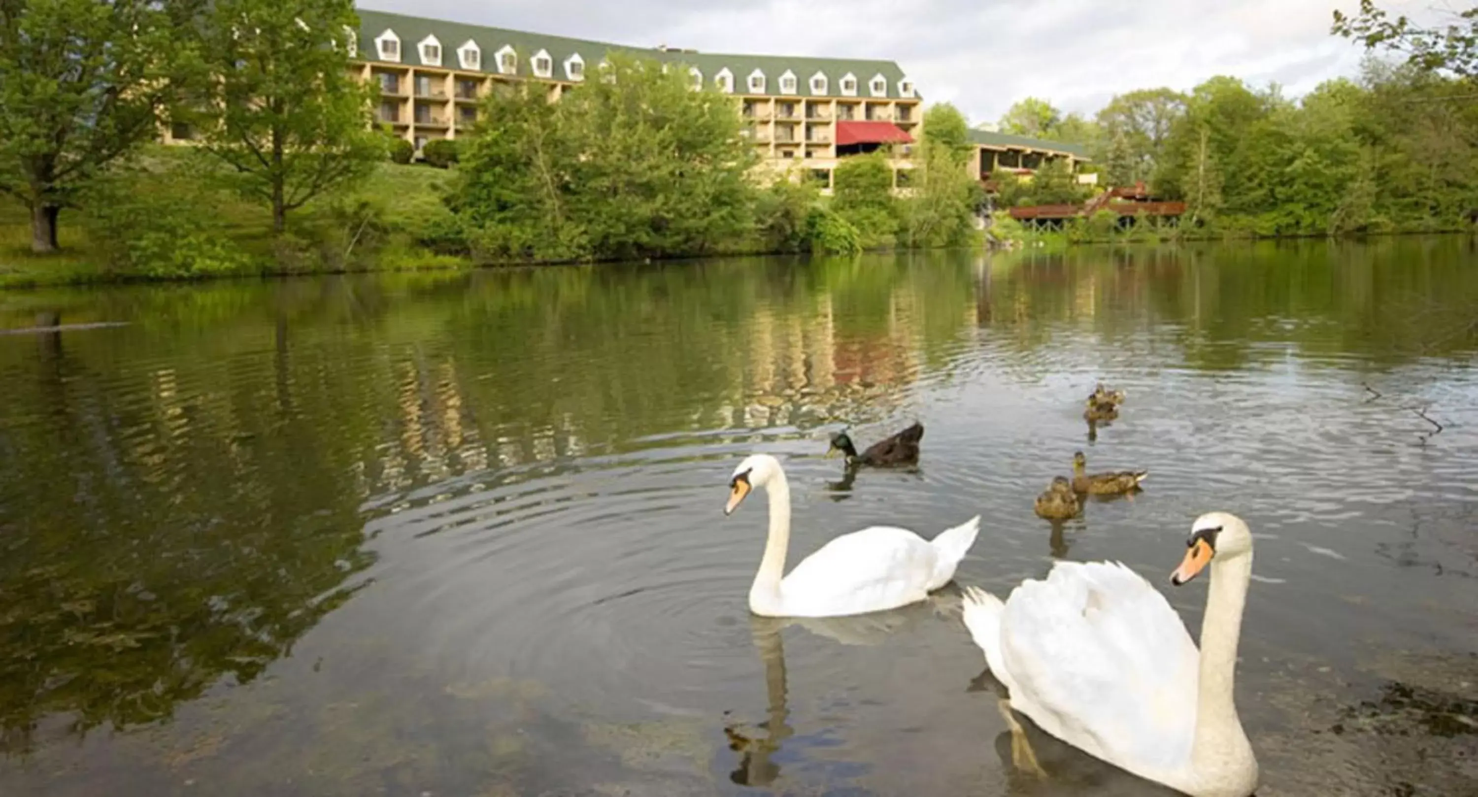 Property building, Other Animals in The Chateau Resort