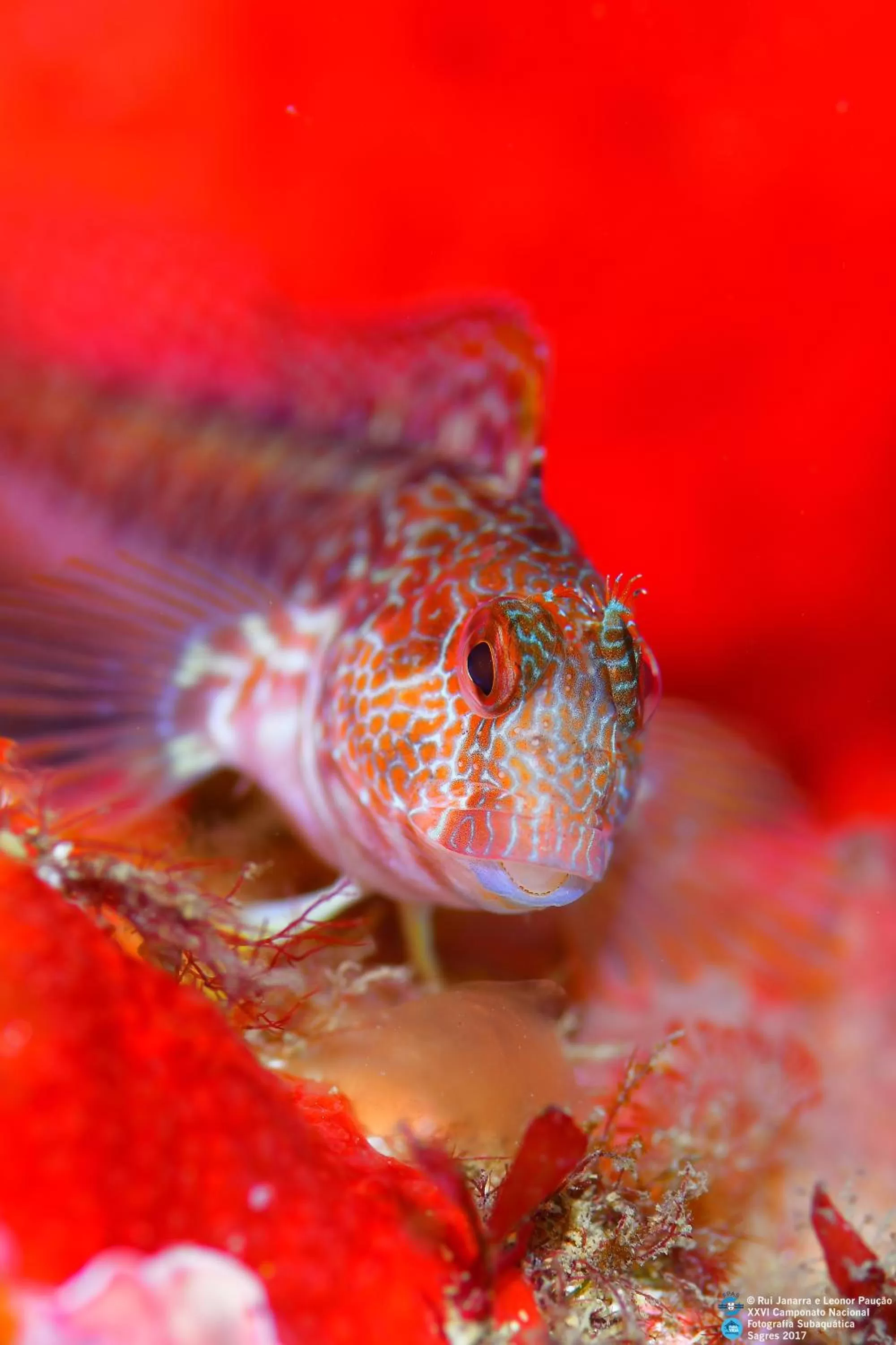Snorkeling in PuraVida Divehouse