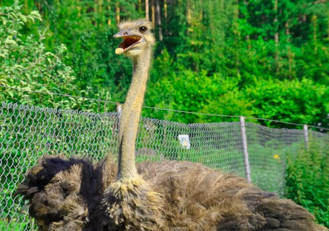 Animals in Ziołowa Dolina