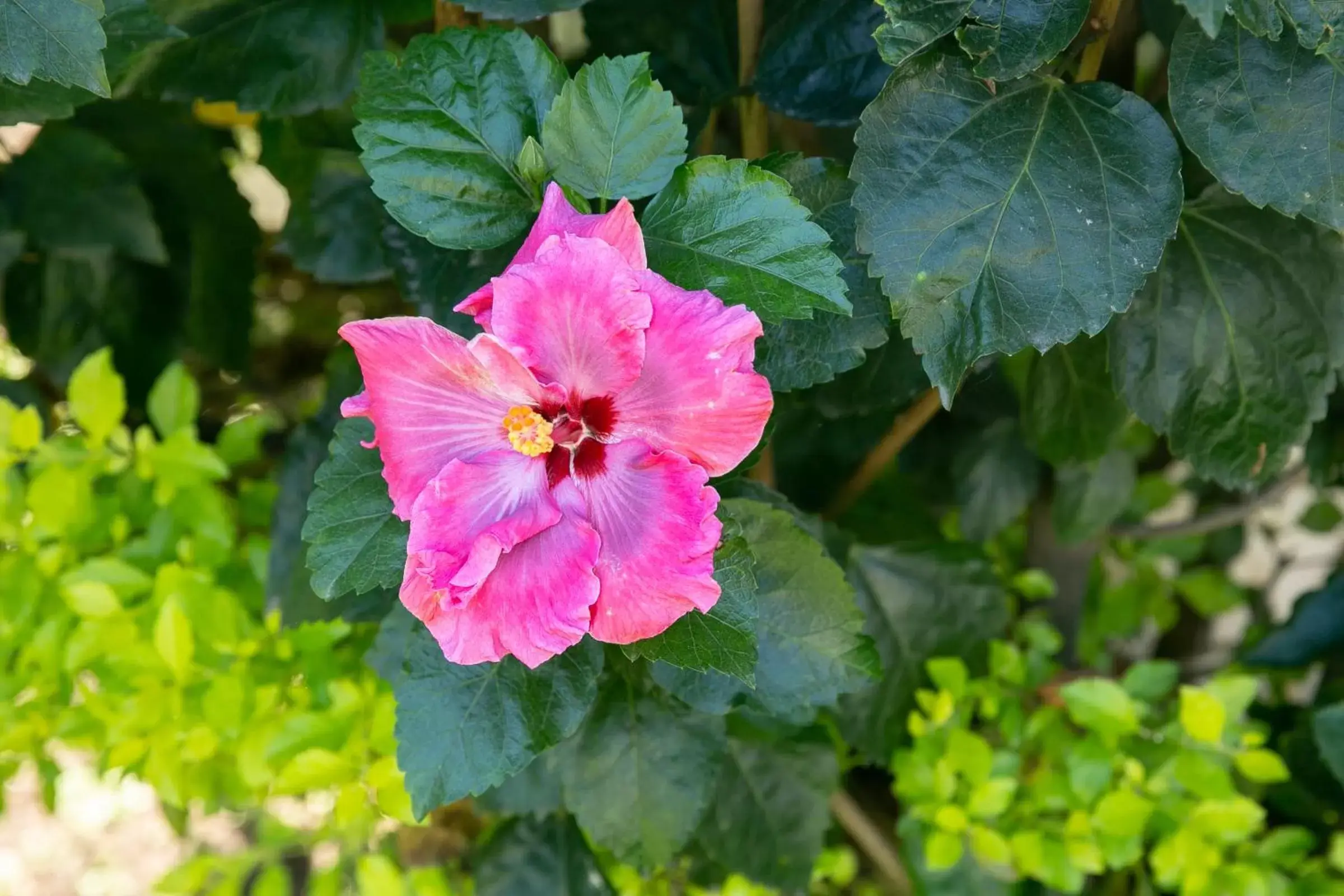 Garden in Colibrí Turquesa