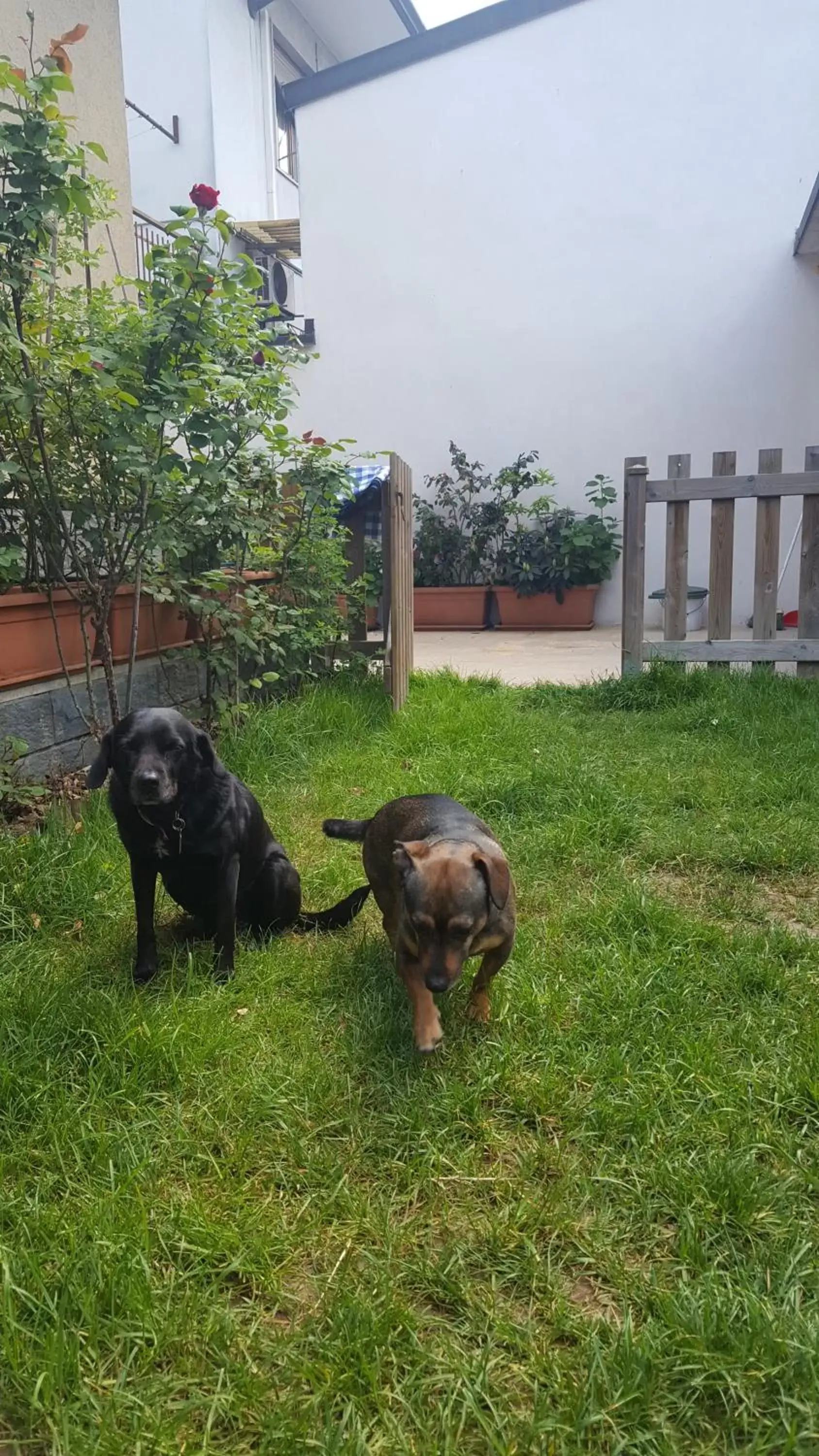 Pets in Monteceneri 9 B&b