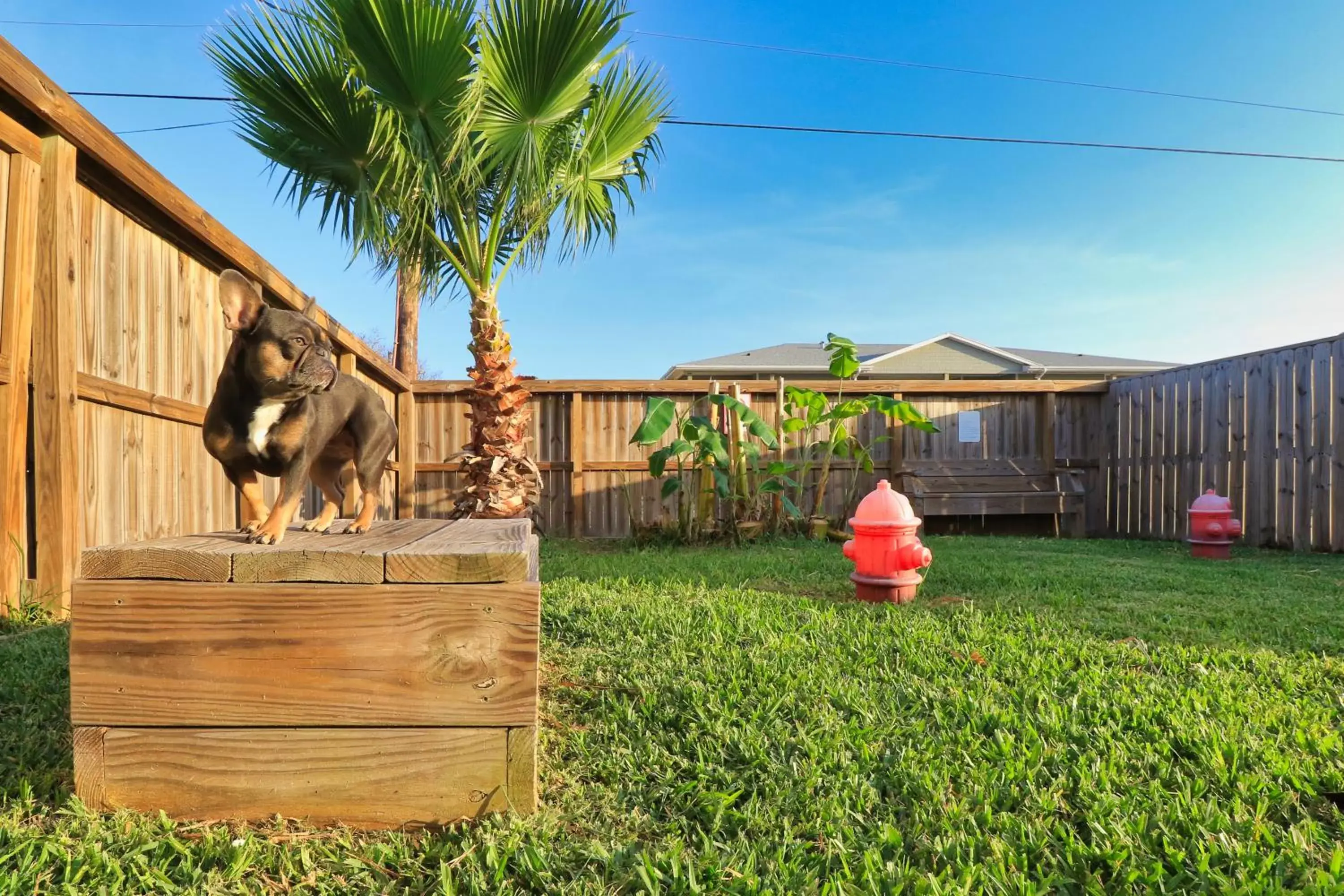 Pets, Garden in Tropic Island Resort