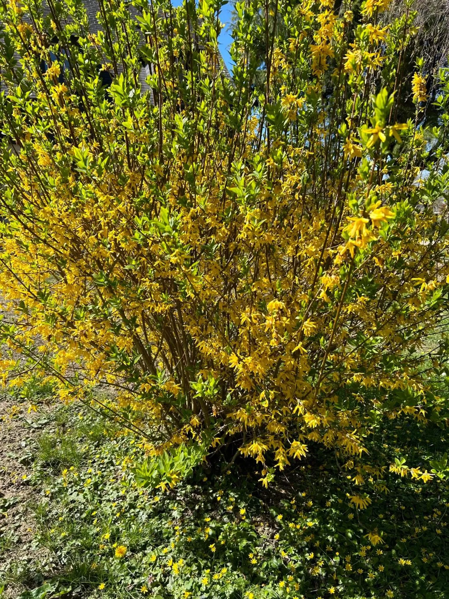 Garden in ARC EN CIEL B&B