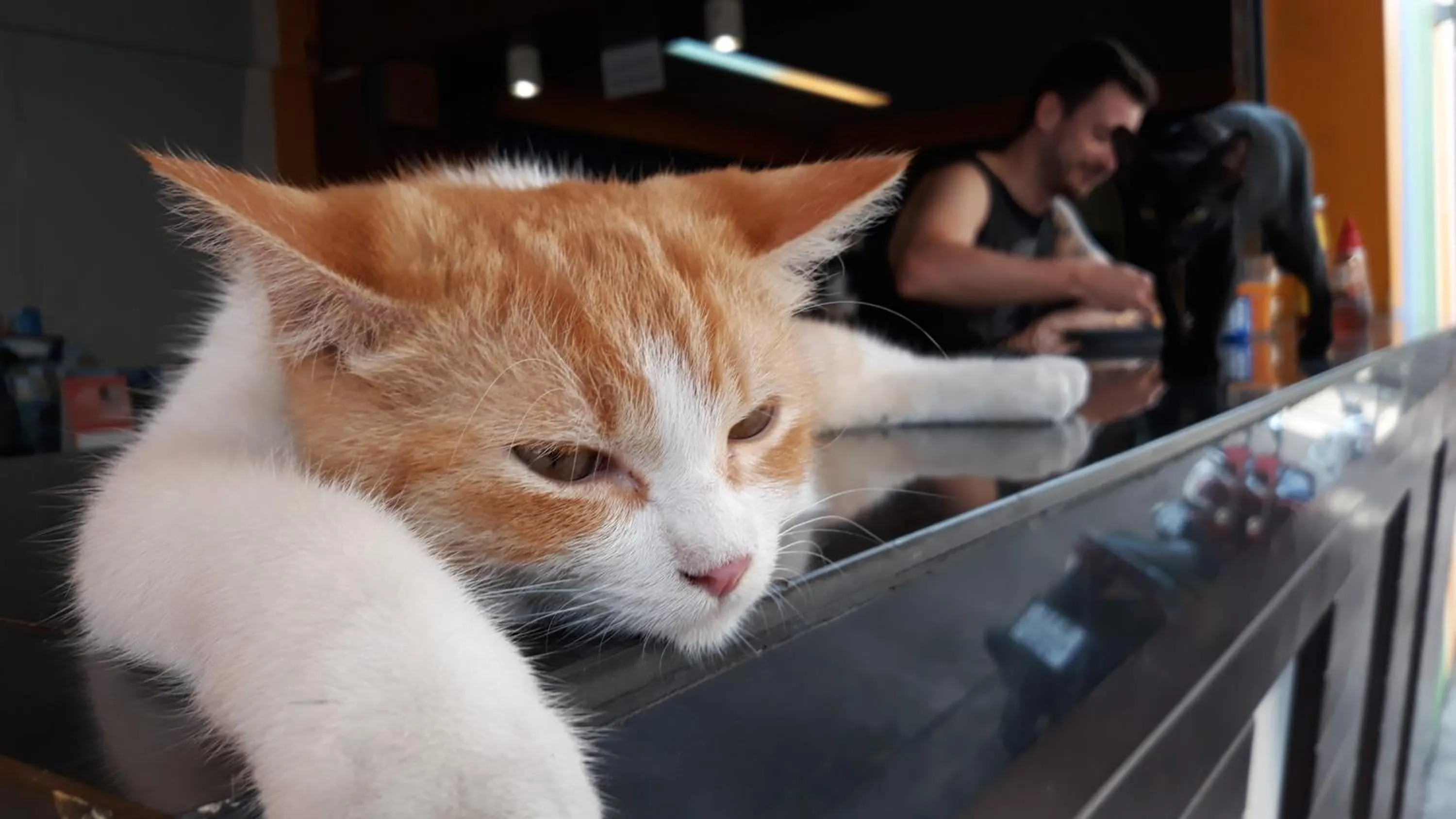 Pets in Salsa Hostel