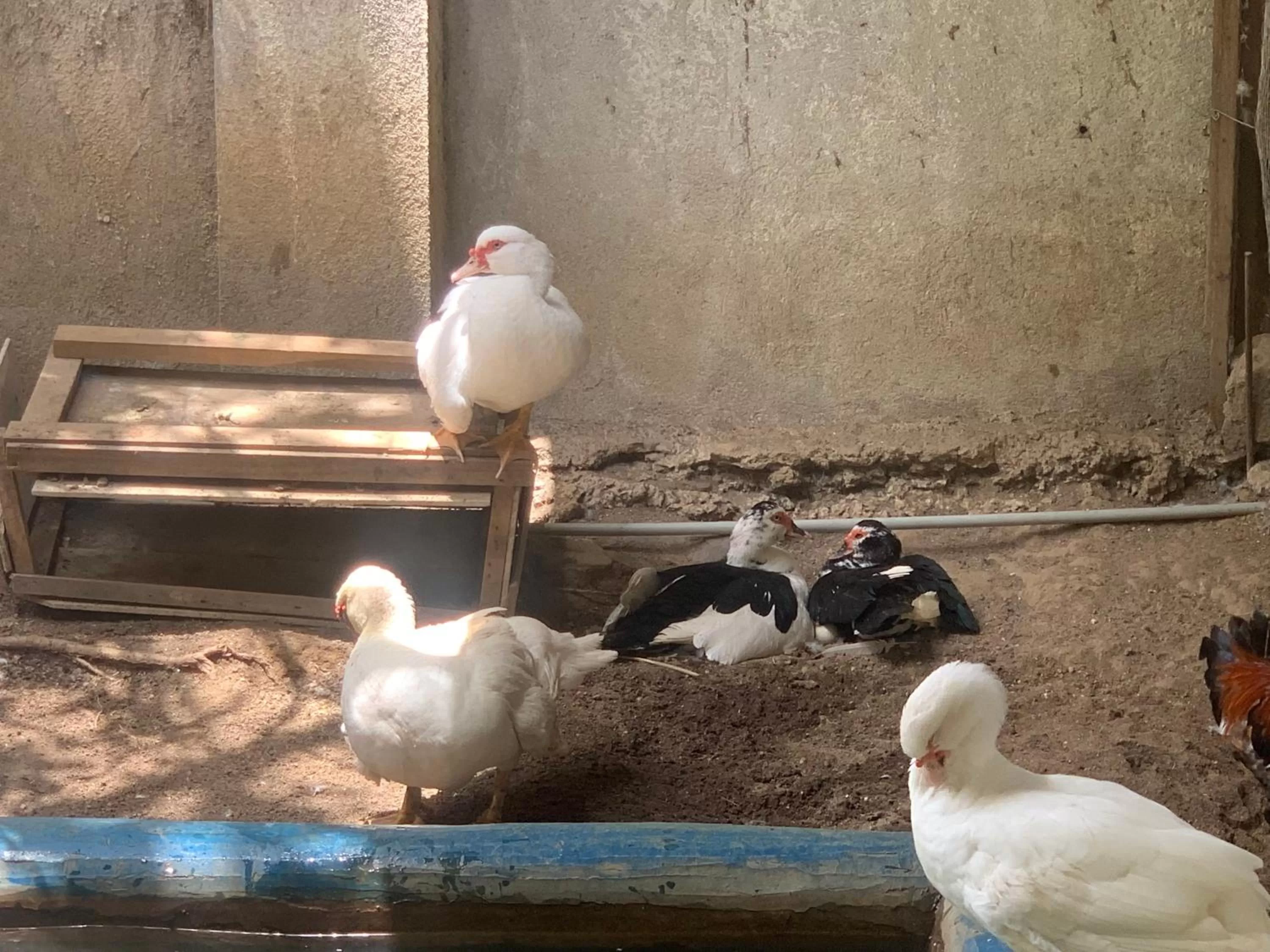 Other Animals in Hostalito El Greco