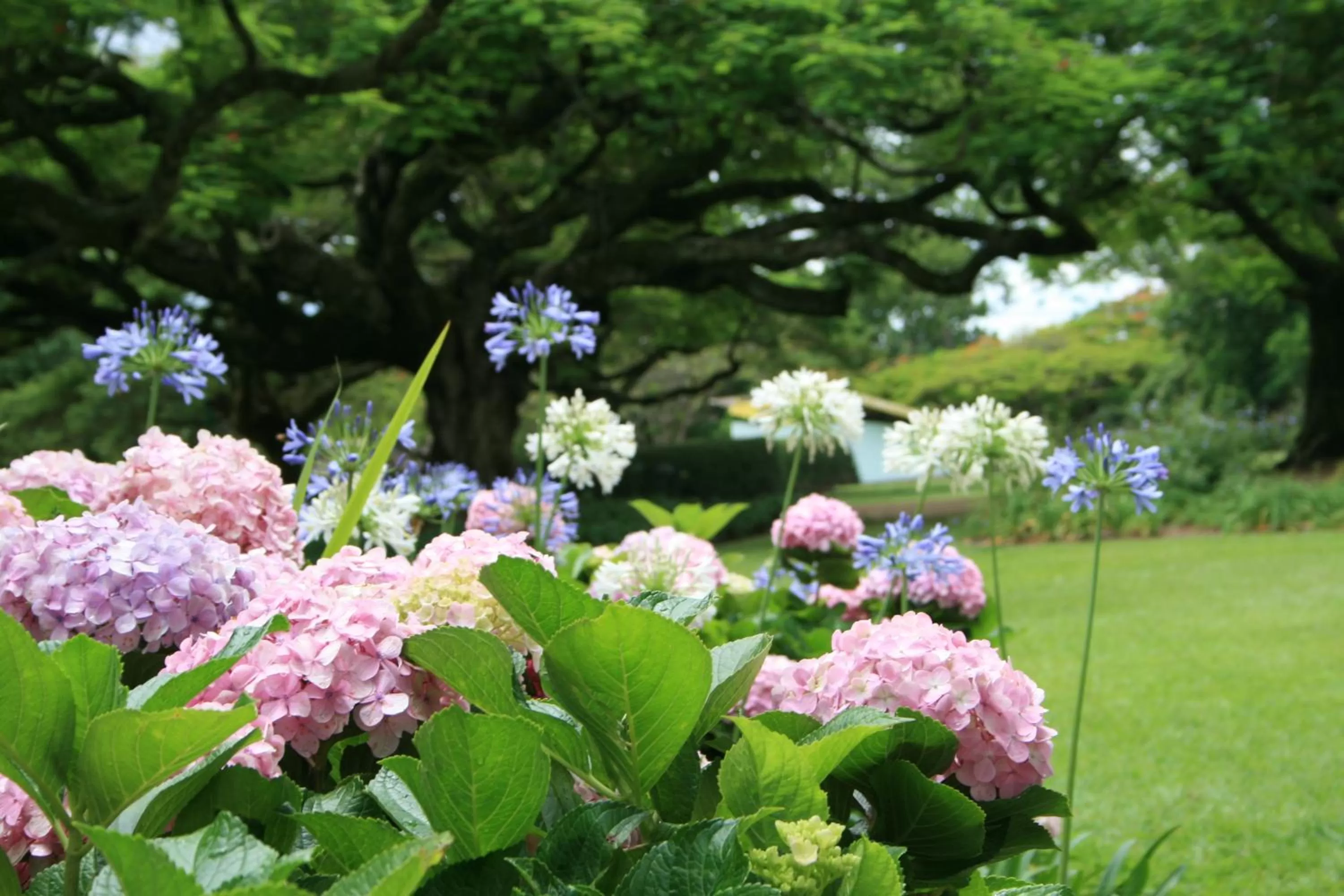 Garden in Torburnlea Homestead Luxury Accommodation