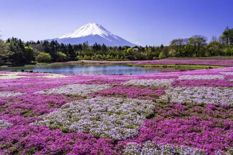 Natural Landscape in HOTEL MYSTAYS Fuji Onsen Resort