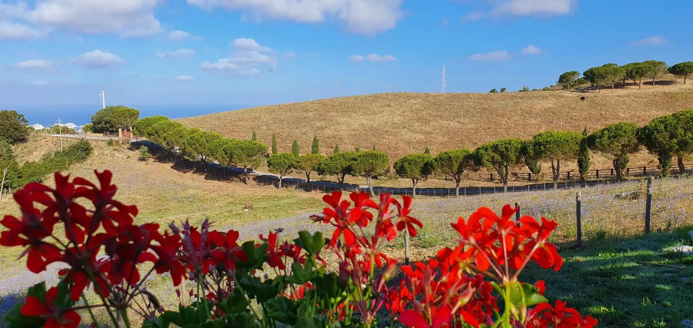 Garden in Hotel Tenuta dell'Argento Resort