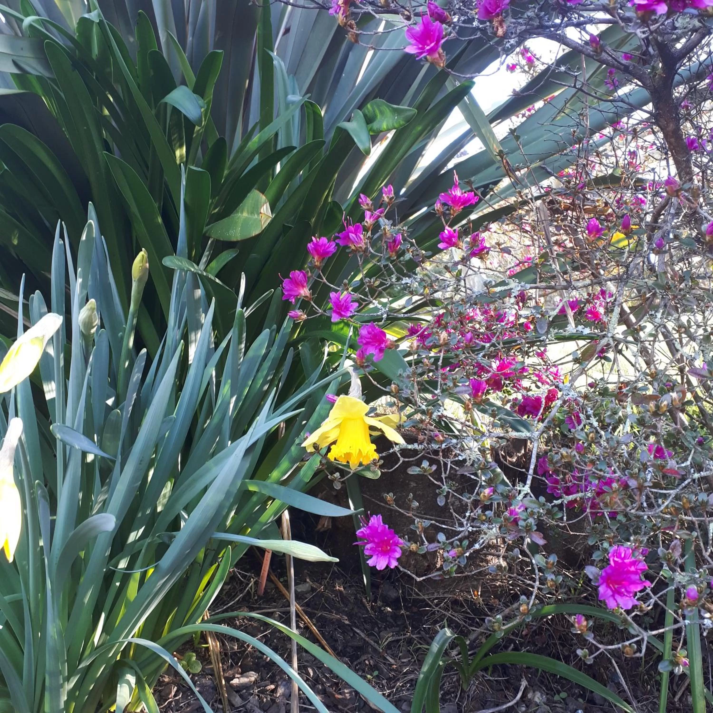 Garden in māra