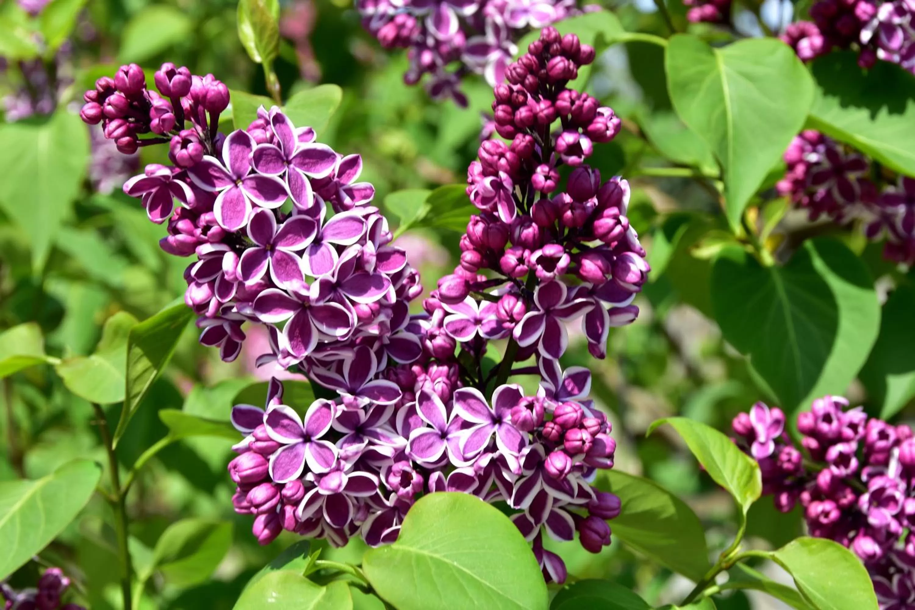 Garden in Explorer House Bed & Breakfast