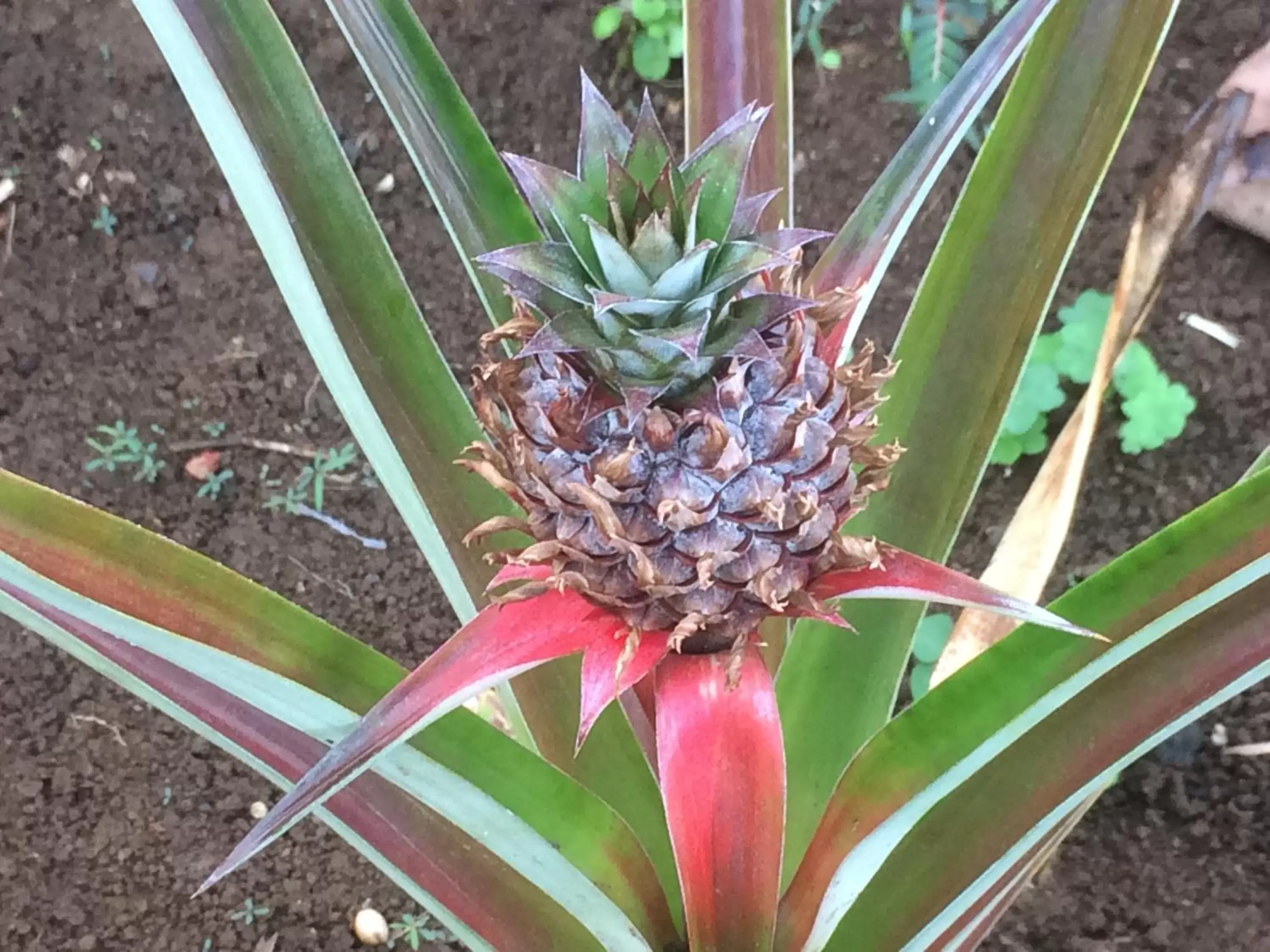 Garden, Other Animals in Hilo Bay Oceanfront Bed and Breakfast