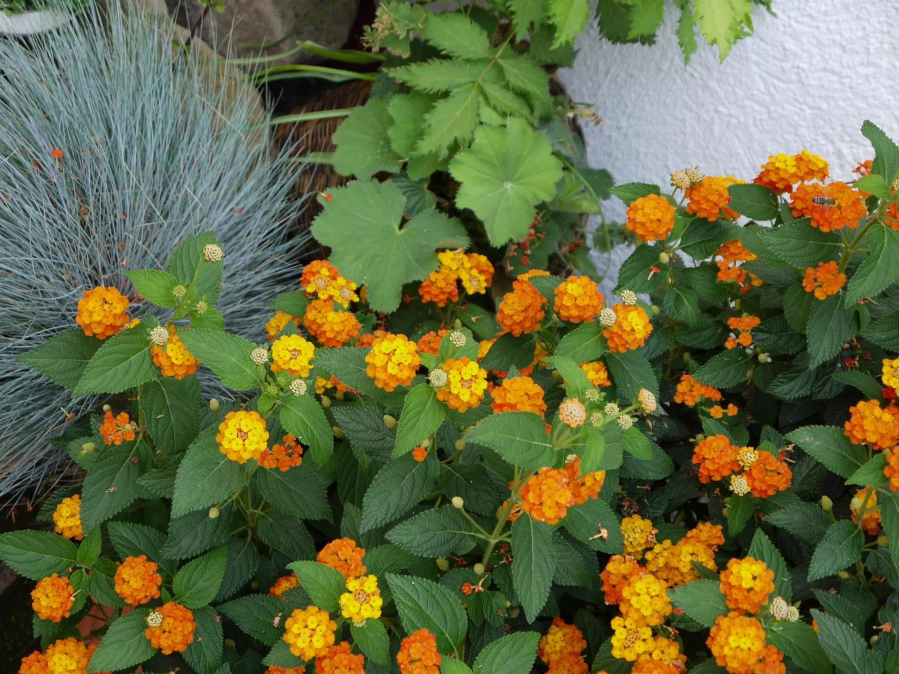 Facade/entrance in Hotel Engel