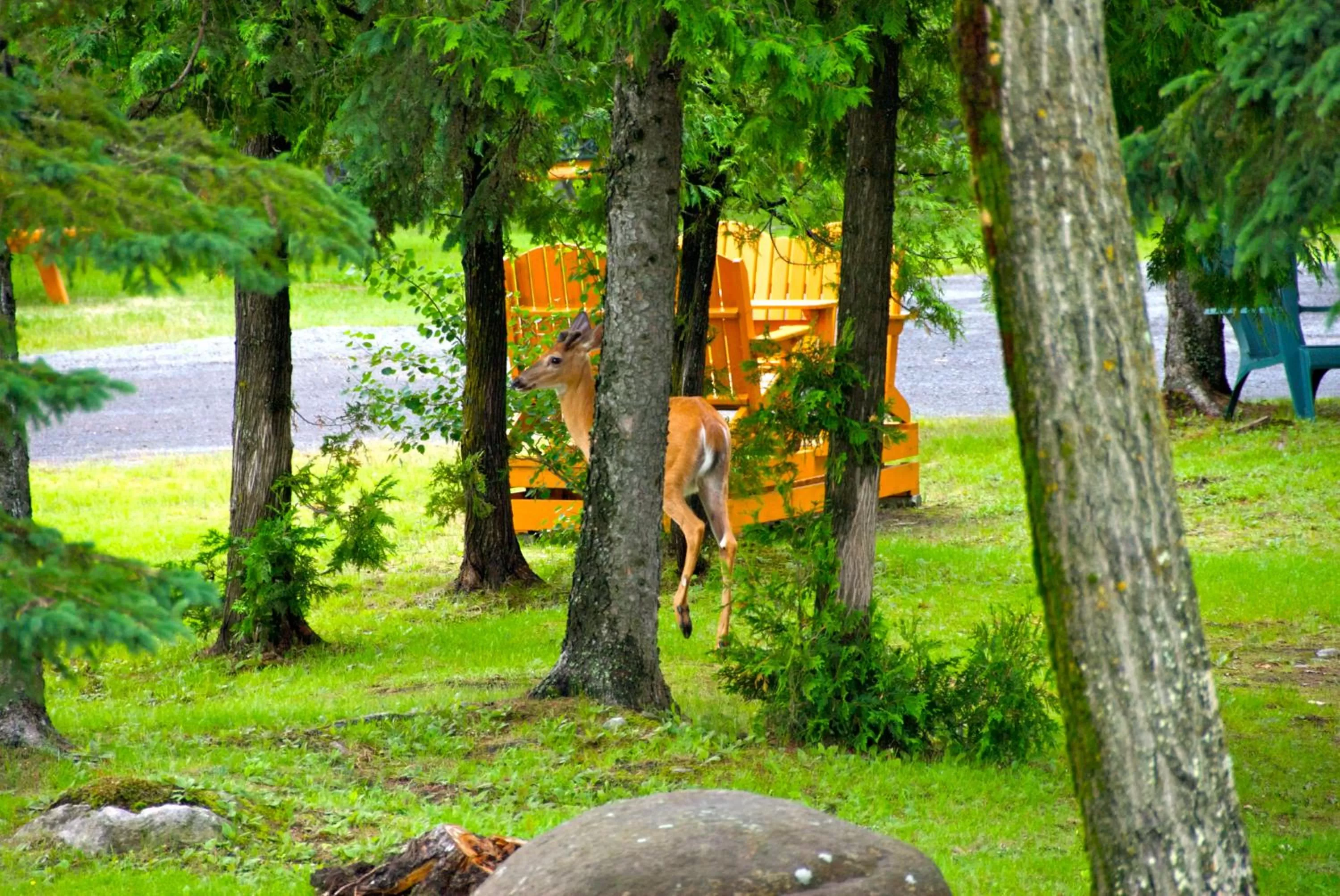 Garden in Motel Des Cascades