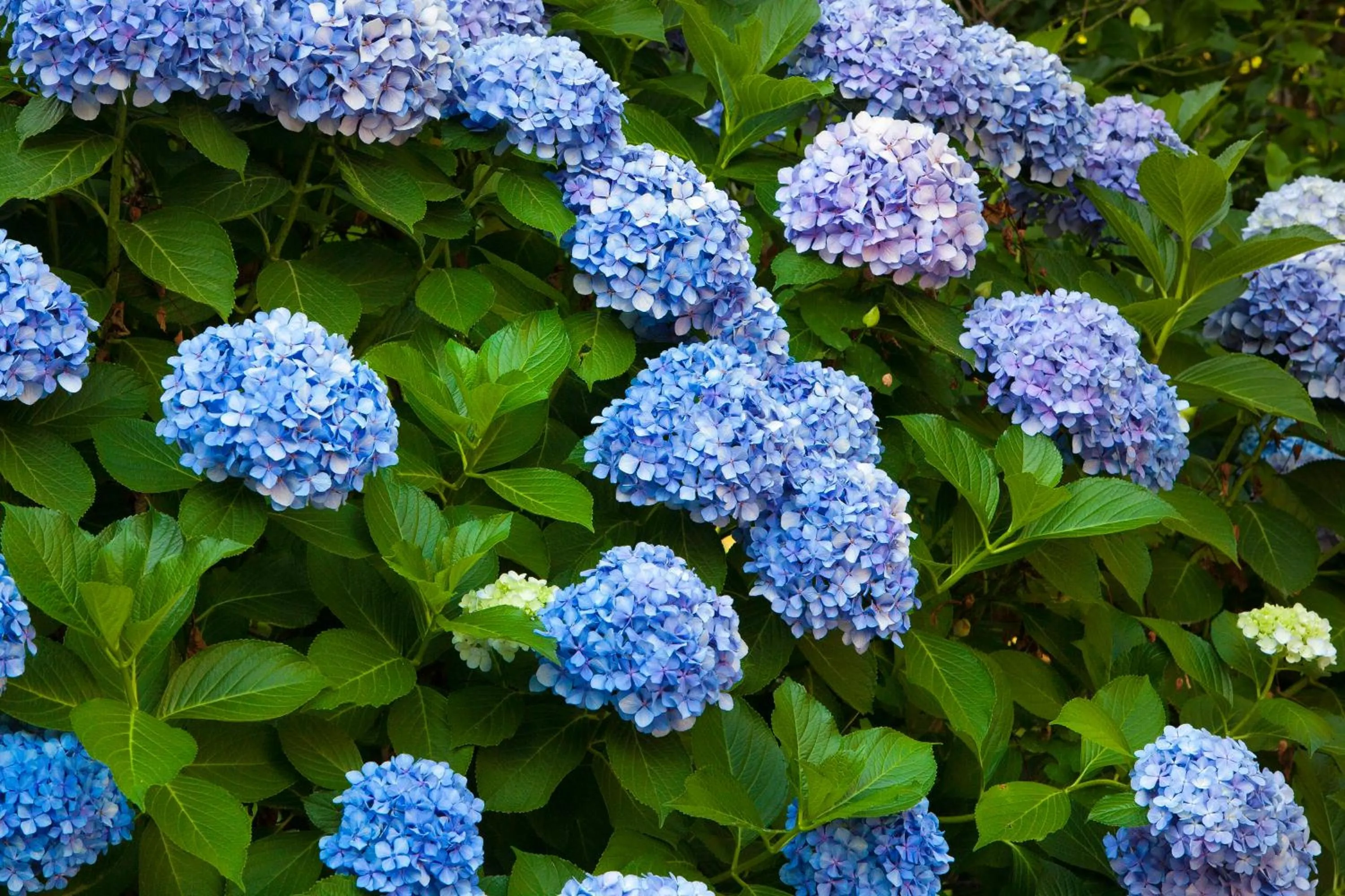 Floor plan in Villa Oriana Relais