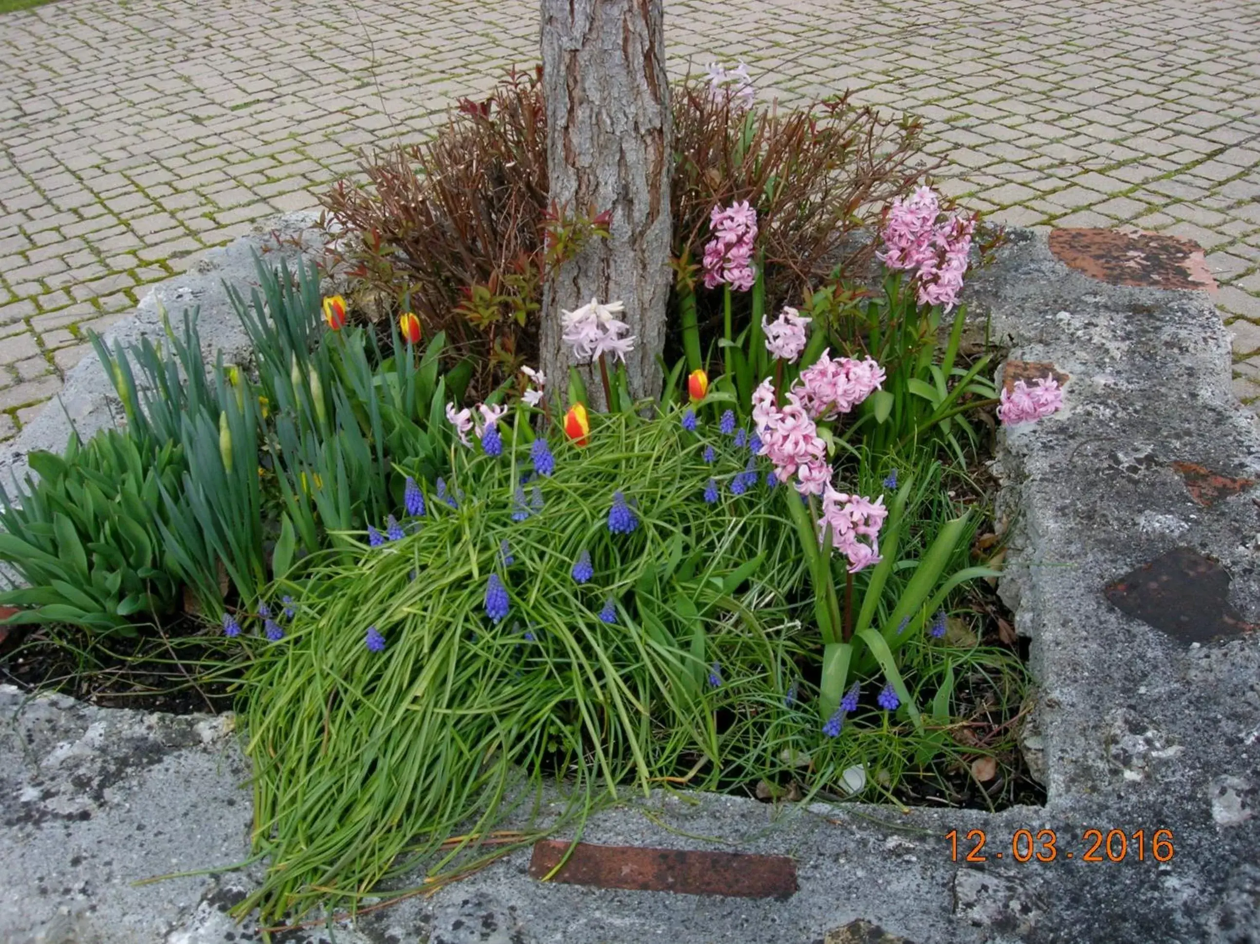 Property building, Garden in Le Colombier