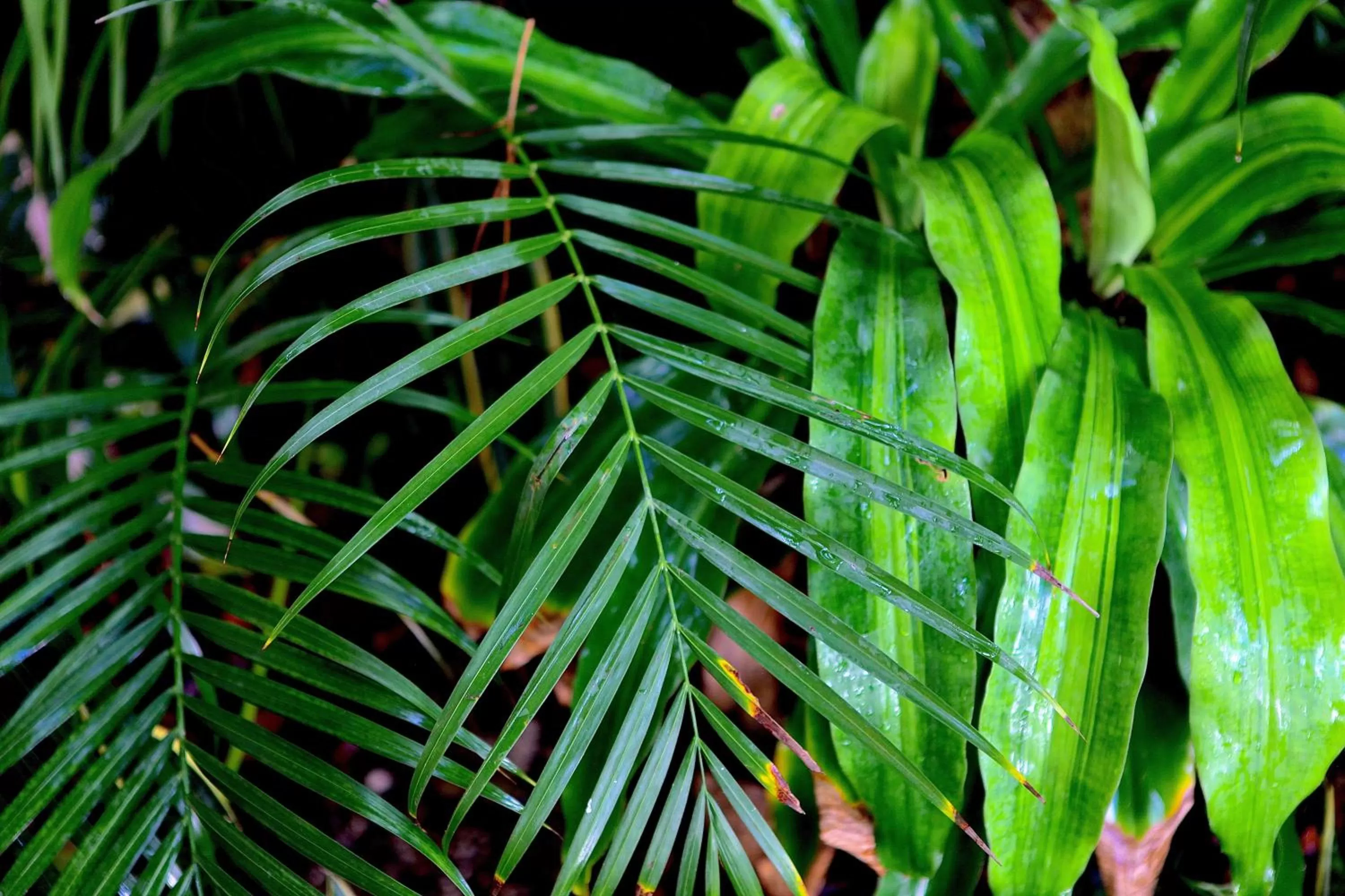 Natural landscape in Corazon De Jade Tulum